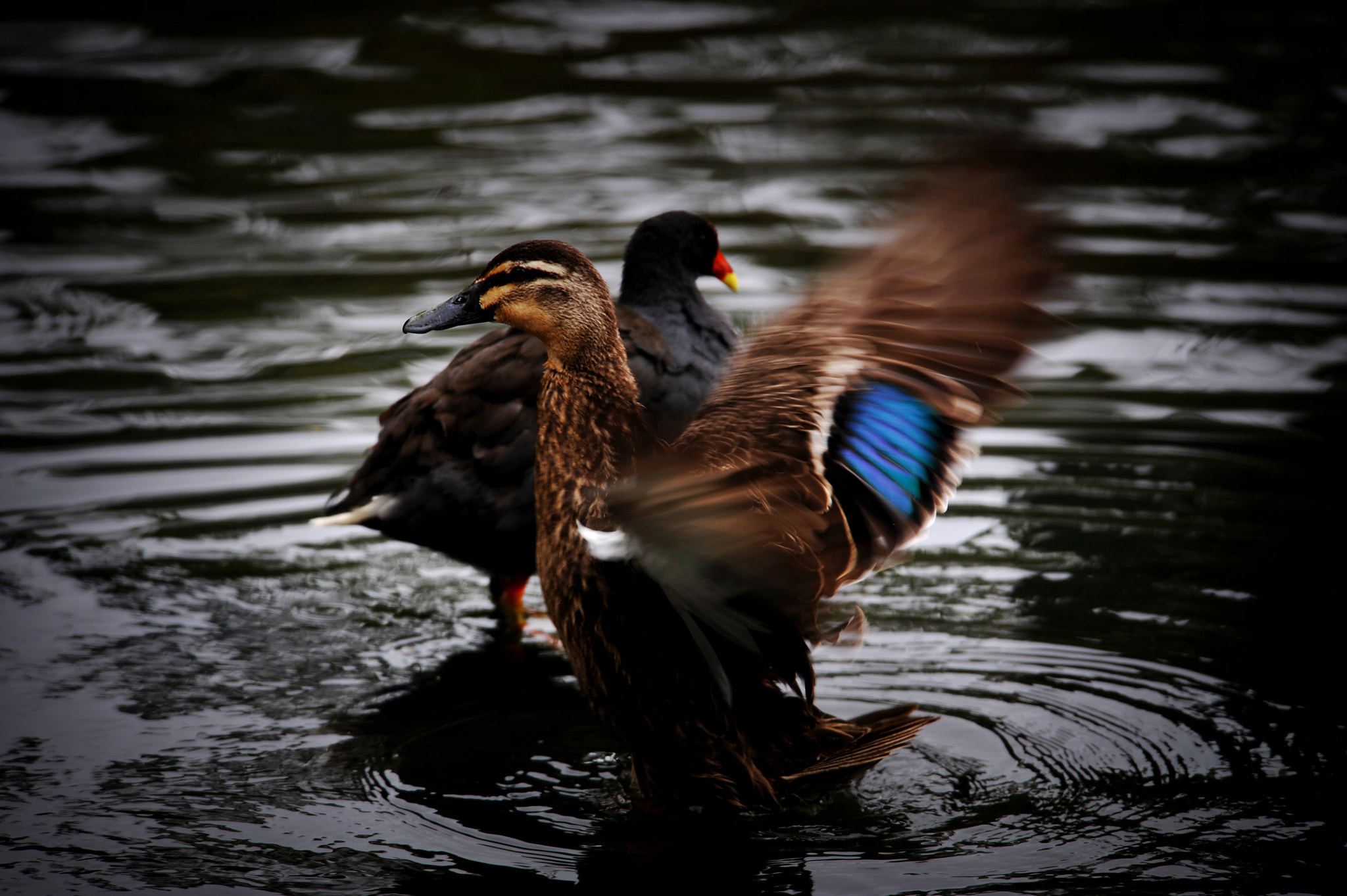 Nikon D3 sample photo. Thrill of a romance photography