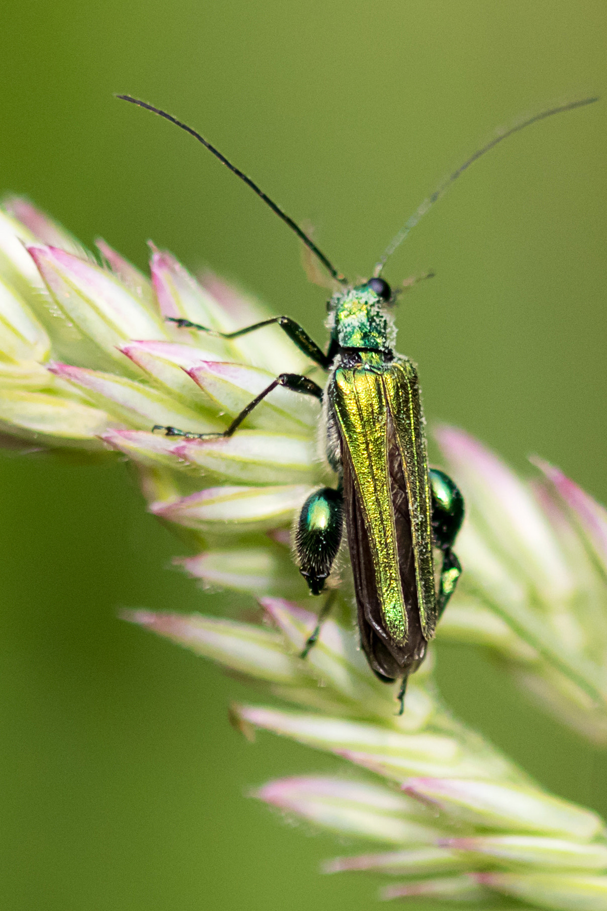 Sigma 105mm F2.8 EX DG OS HSM sample photo. Jewel photography