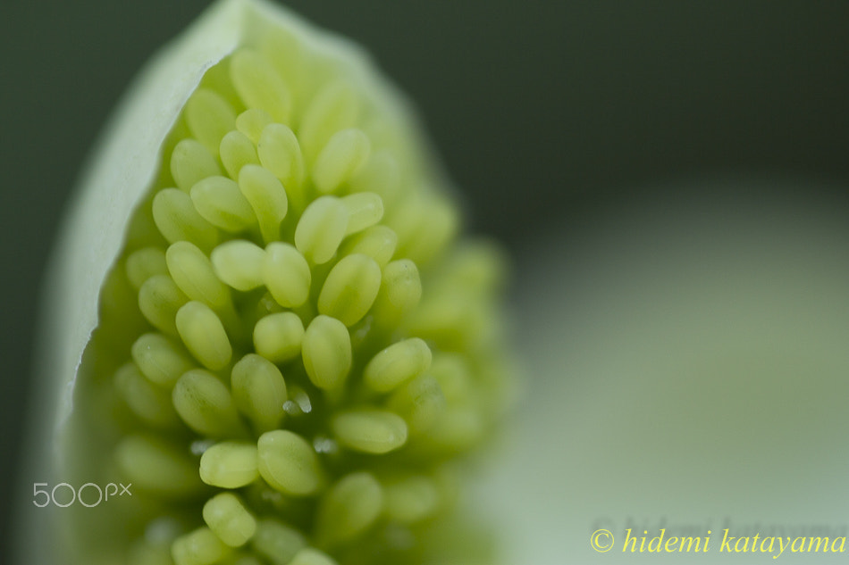 Canon MP-E 65mm F2.5 1-5x Macro Photo sample photo. Nature flower photography