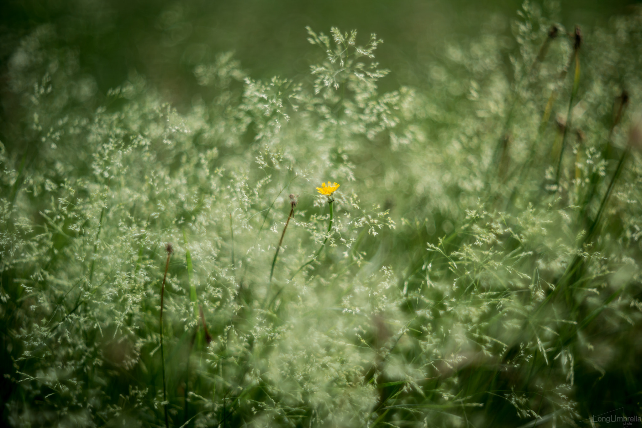 Summicron-M 1:2/90 Leitz sample photo. Dandelion photography