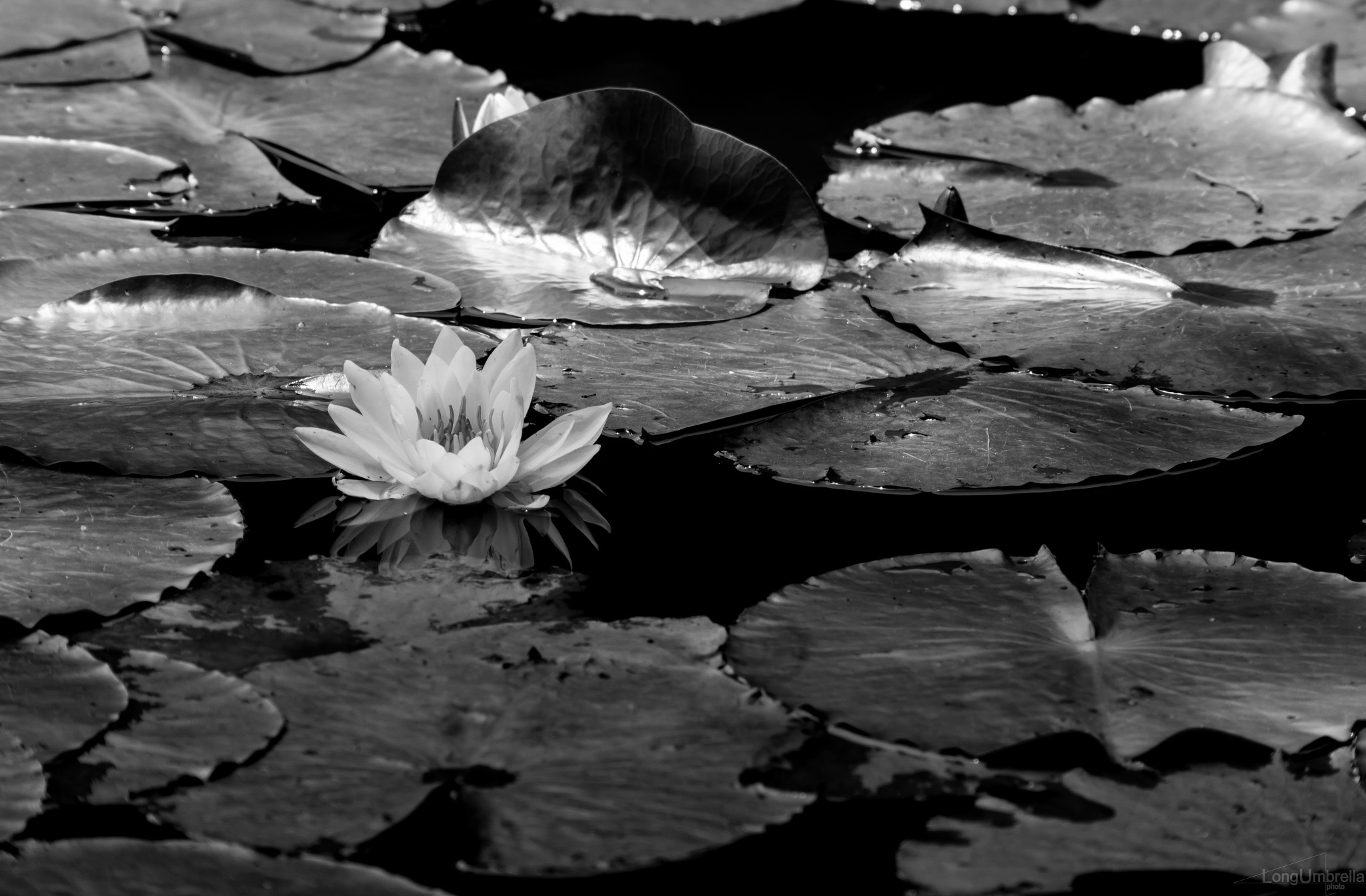 Tele-Elmar 1:4/135 sample photo. Water lily photography