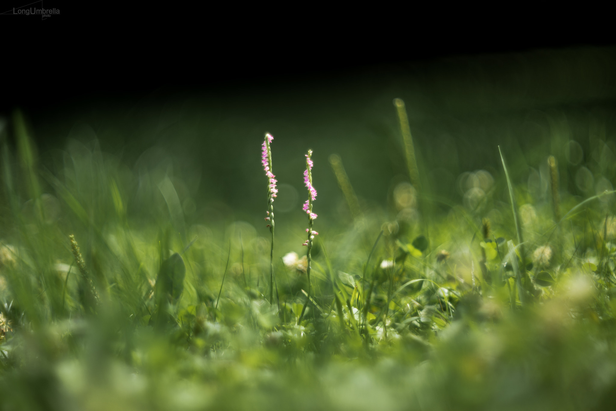 Summicron-M 1:2/90 Leitz sample photo. Spiranthes photography