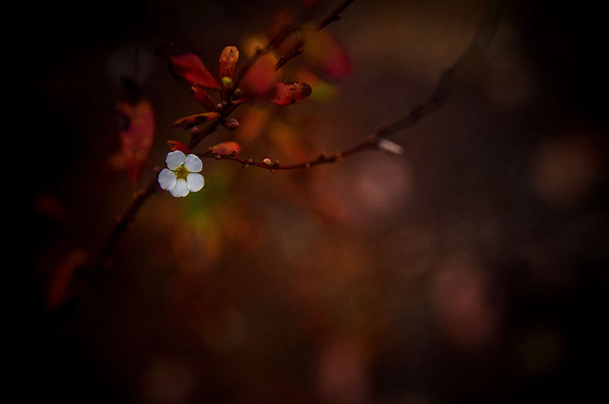 Nikon D300 + Sigma 18-50mm F2.8 EX DC Macro sample photo. A photography