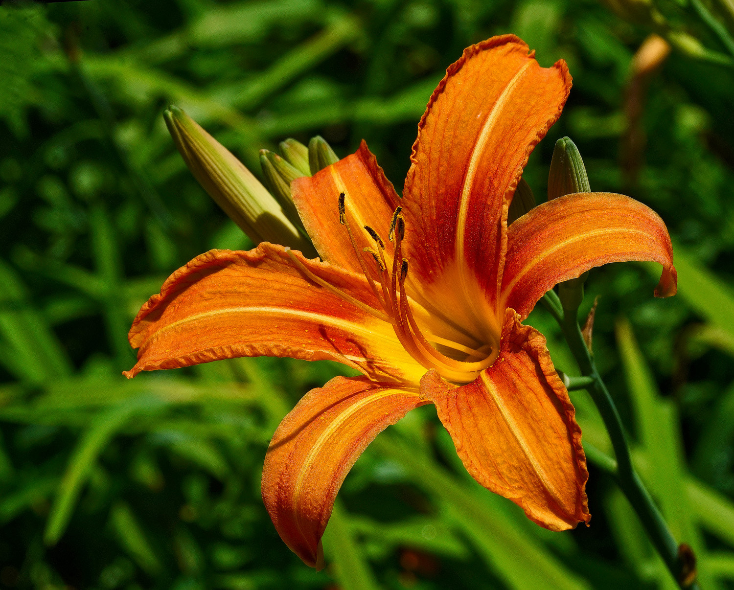 Sony a7R II + 100mm F2.8 SSM sample photo. Common daylily 1 photography