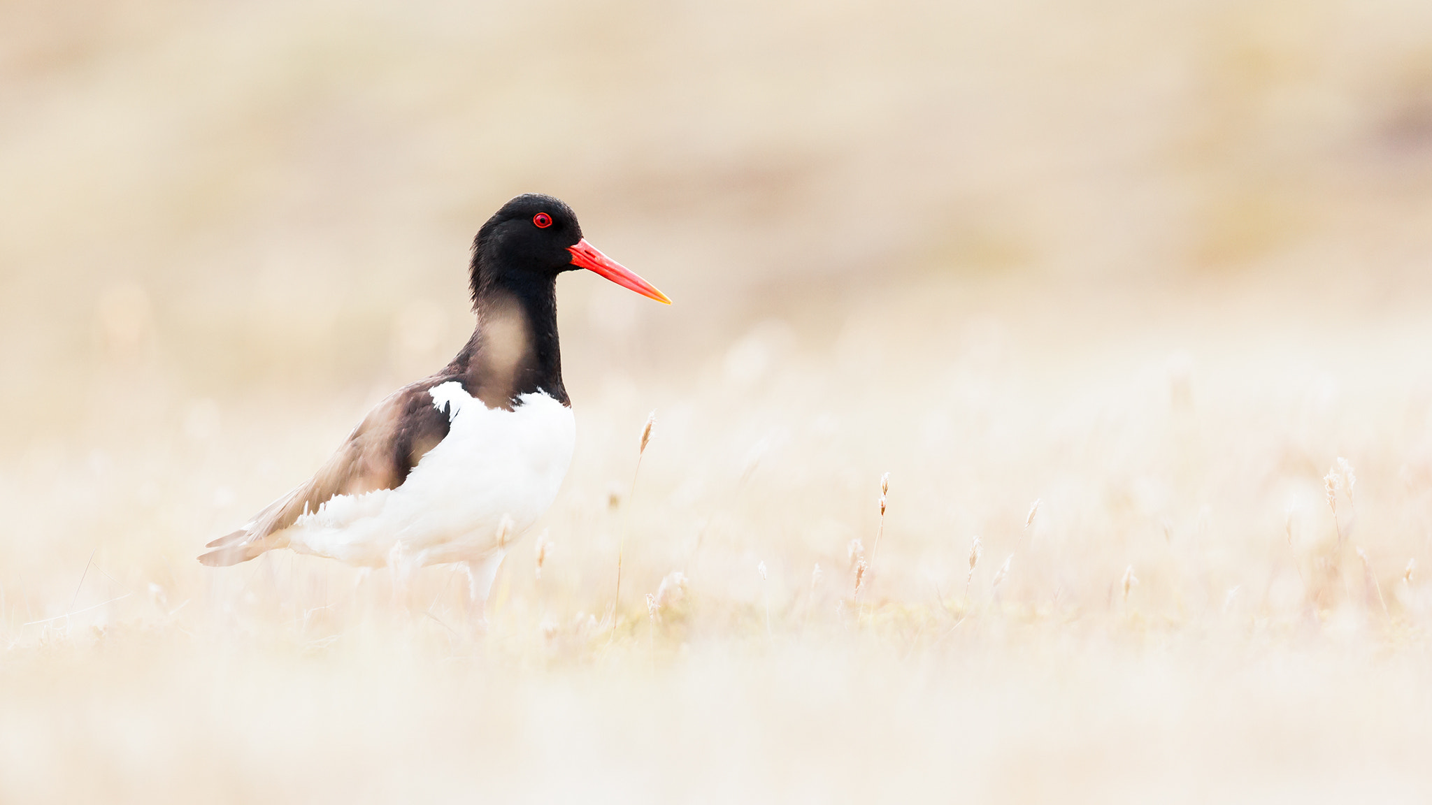 Canon EOS 5D Mark II + Canon EF 400mm F5.6L USM sample photo. Oystercatcher photography