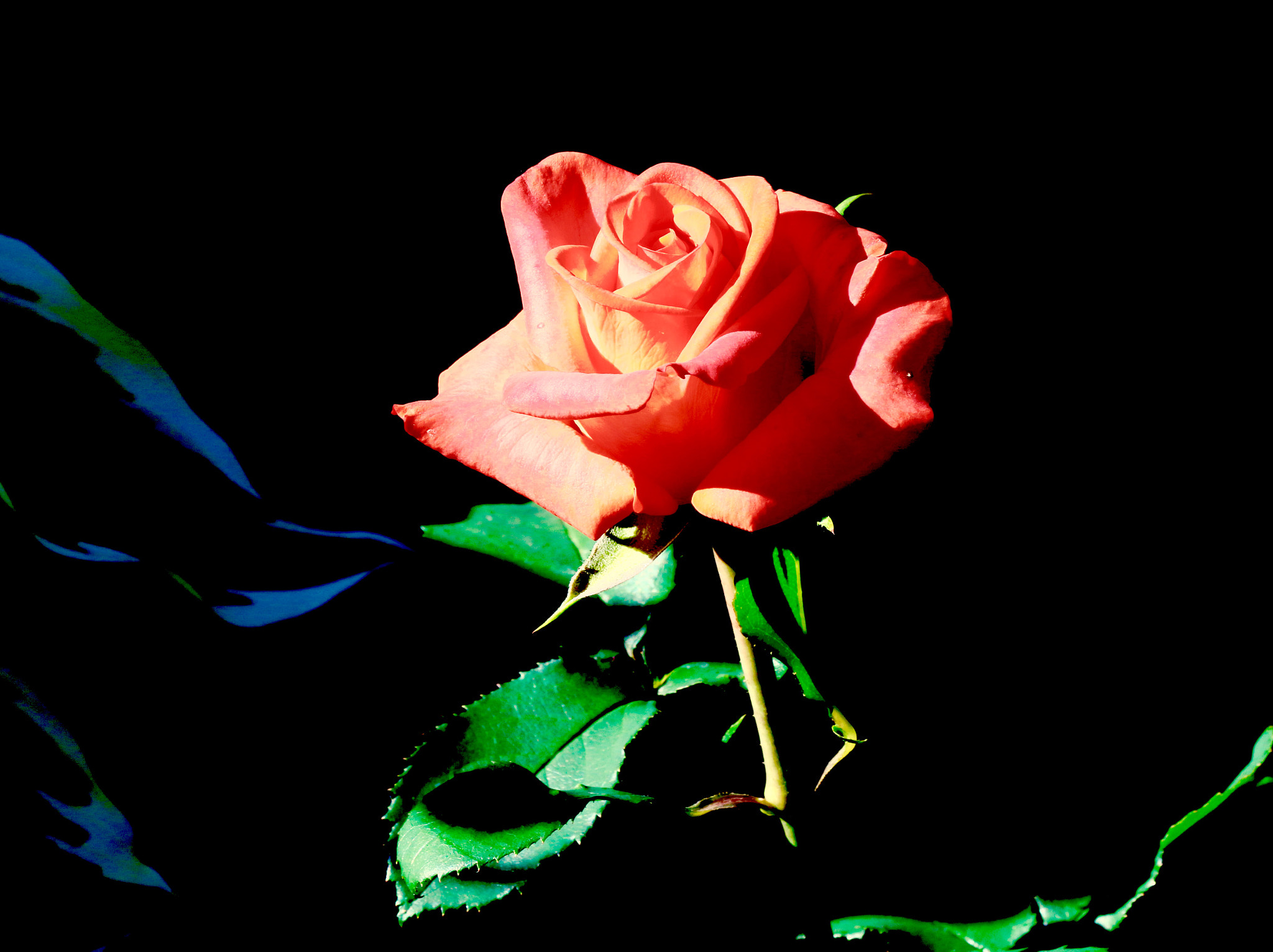 Canon EF 70-300mm F4-5.6 IS USM sample photo