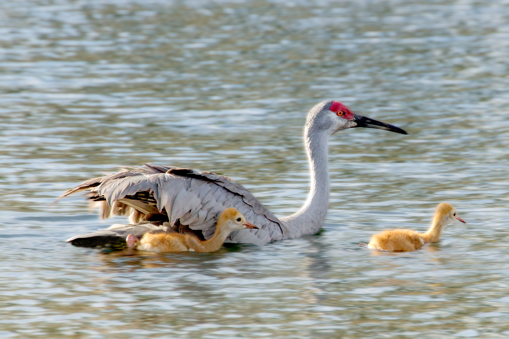 Canon EF 70-300mm F4-5.6L IS USM sample photo. Swimming cranes photography