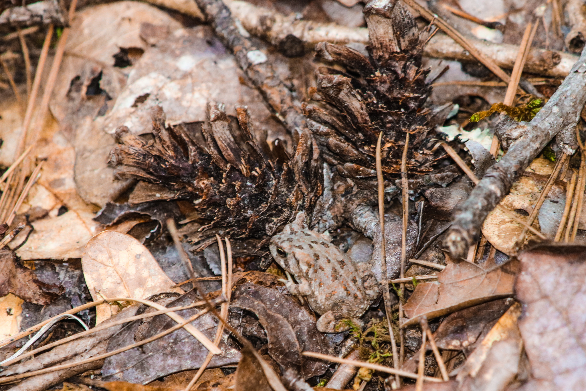 Canon EOS 760D (EOS Rebel T6s / EOS 8000D) + Canon 200-500mm sample photo. Tiny little frog photography