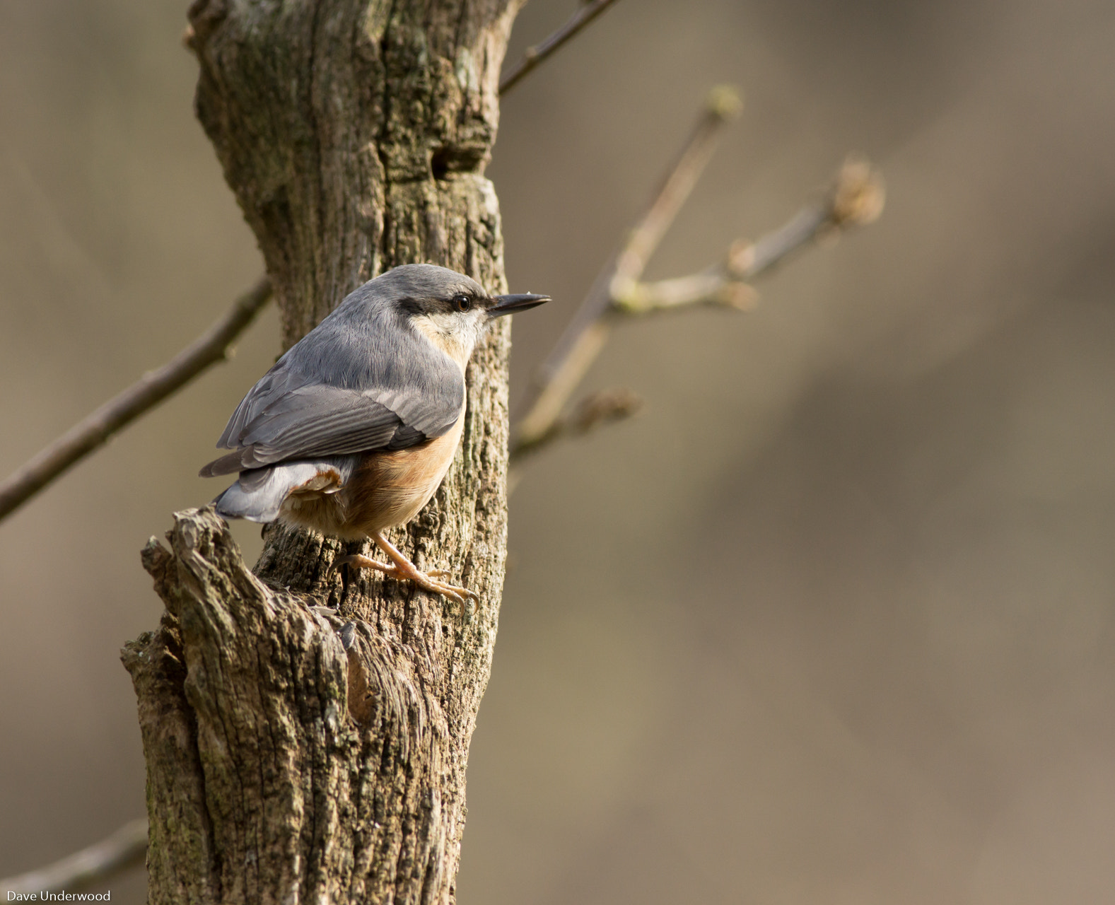 Sony a6000 + Canon EF 400mm F5.6L USM sample photo. Nuthatch photography