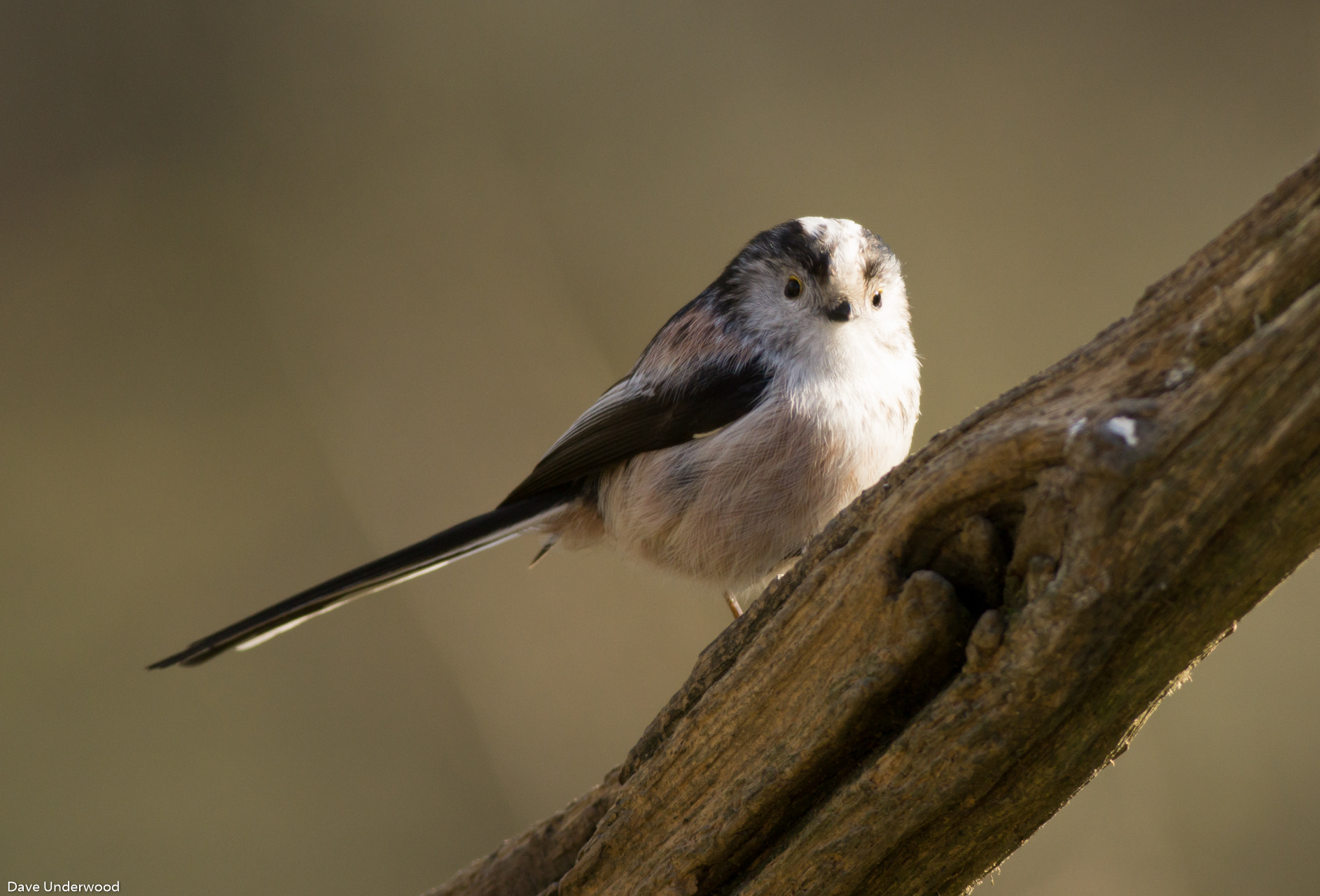 Sony a6000 + Canon EF 400mm F5.6L USM sample photo. Long tailed tit photography