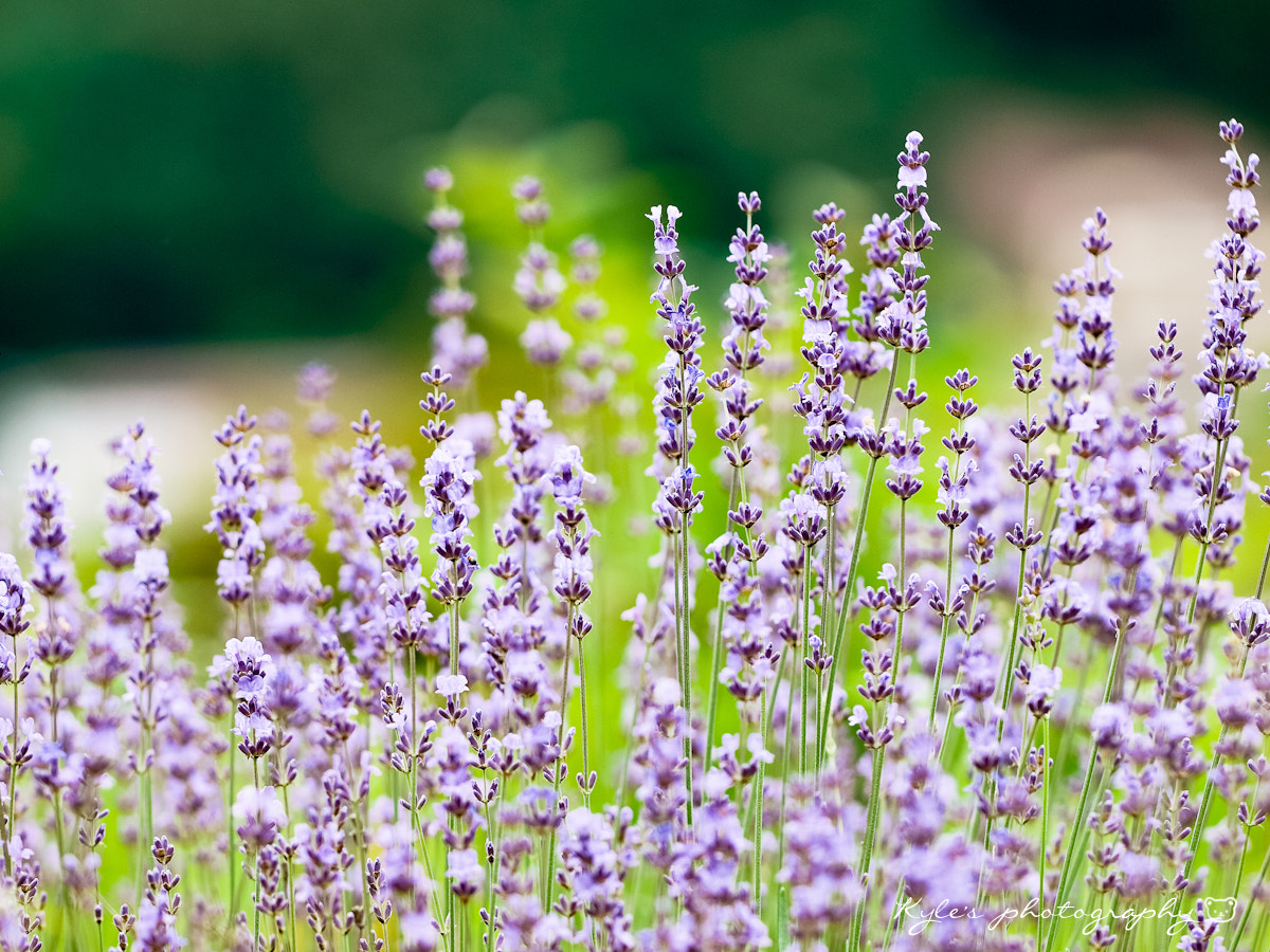 Sigma 150mm F2.8 EX DG Macro HSM sample photo. Lavender photography