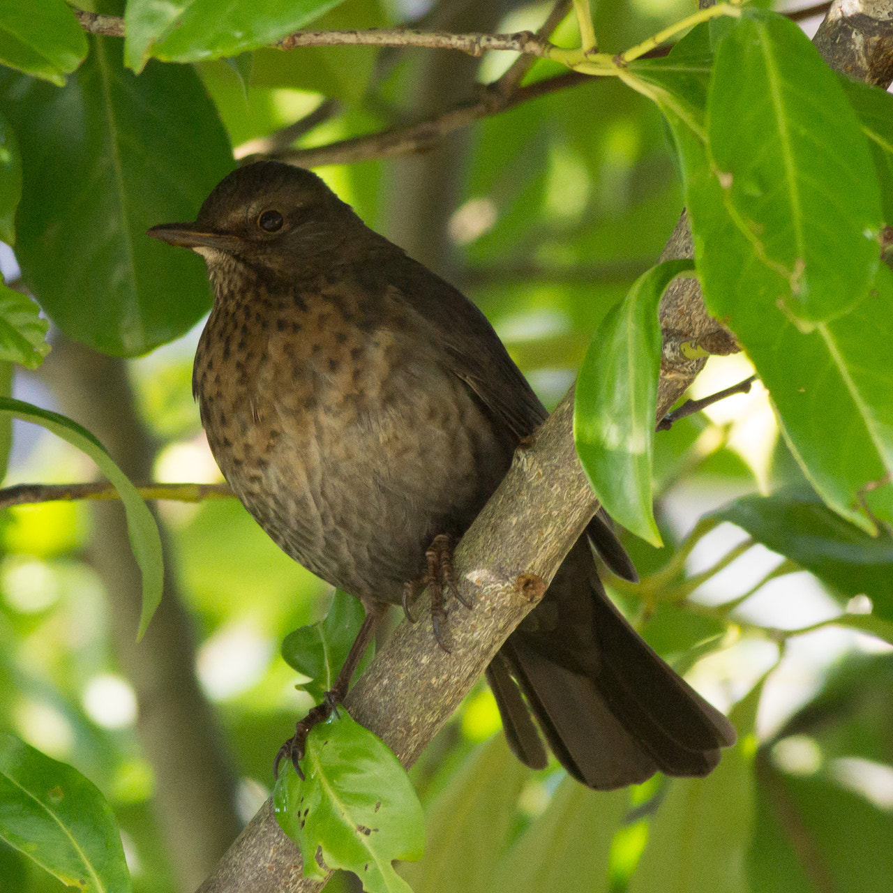 Sony a6000 + Canon EF 400mm F5.6L USM sample photo. Young blackbird photography