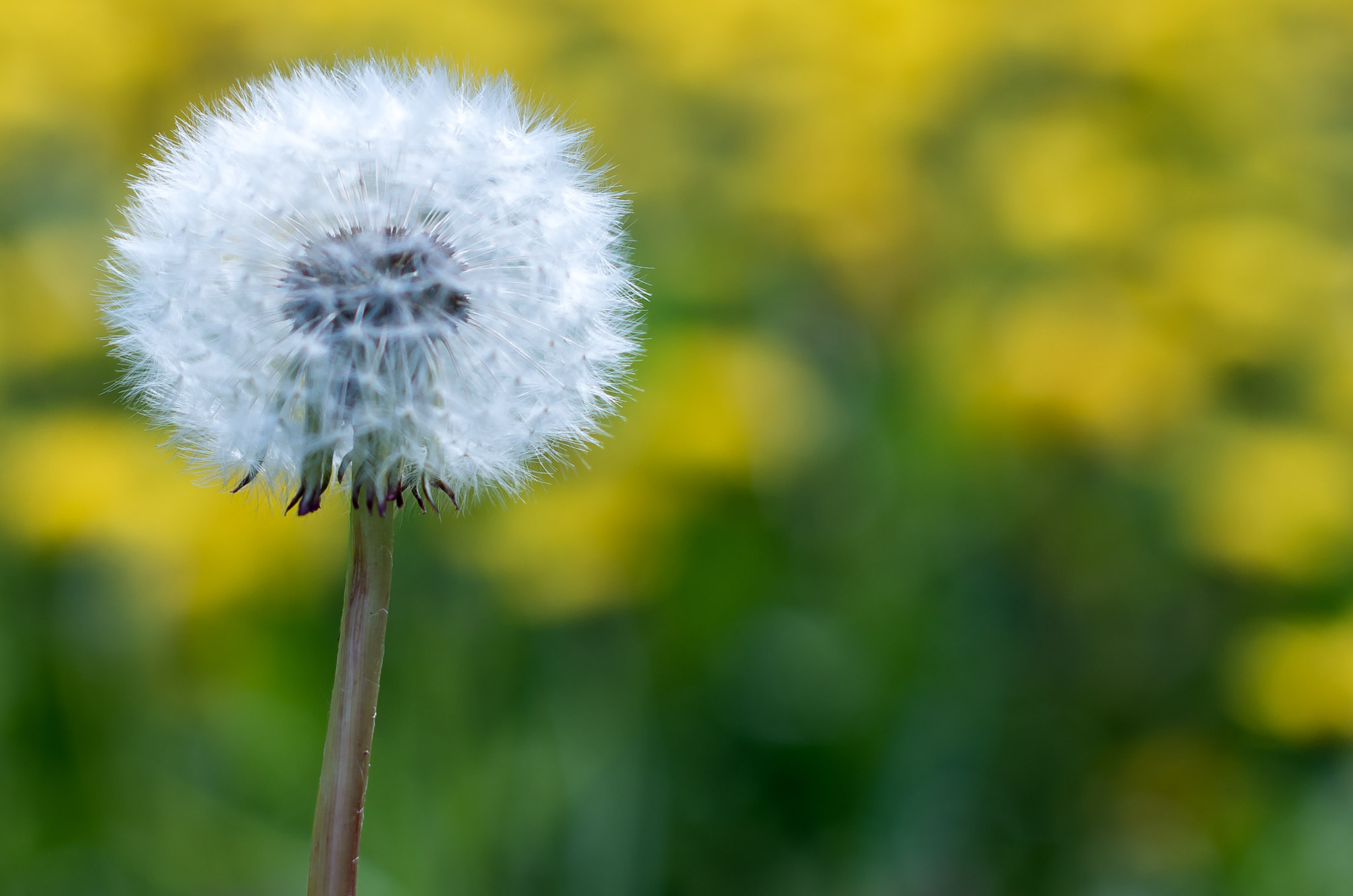 Pentax K-50 + Sigma 50mm F1.4 EX DG HSM sample photo. Dandelion photography