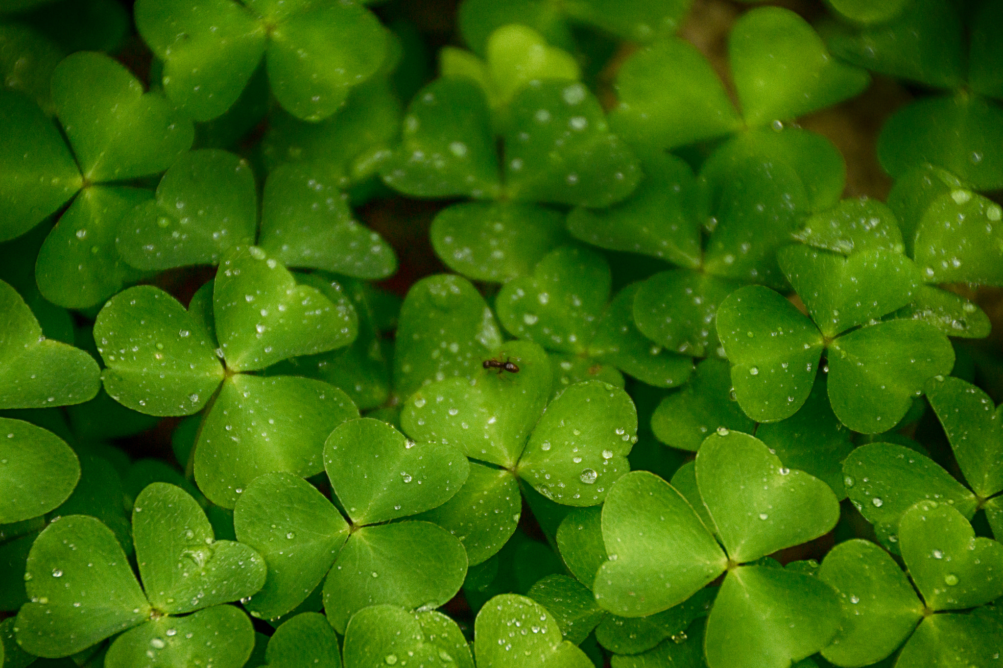 Sony DT 18-250mm F3.5-6.3 sample photo. Koniczyna photography