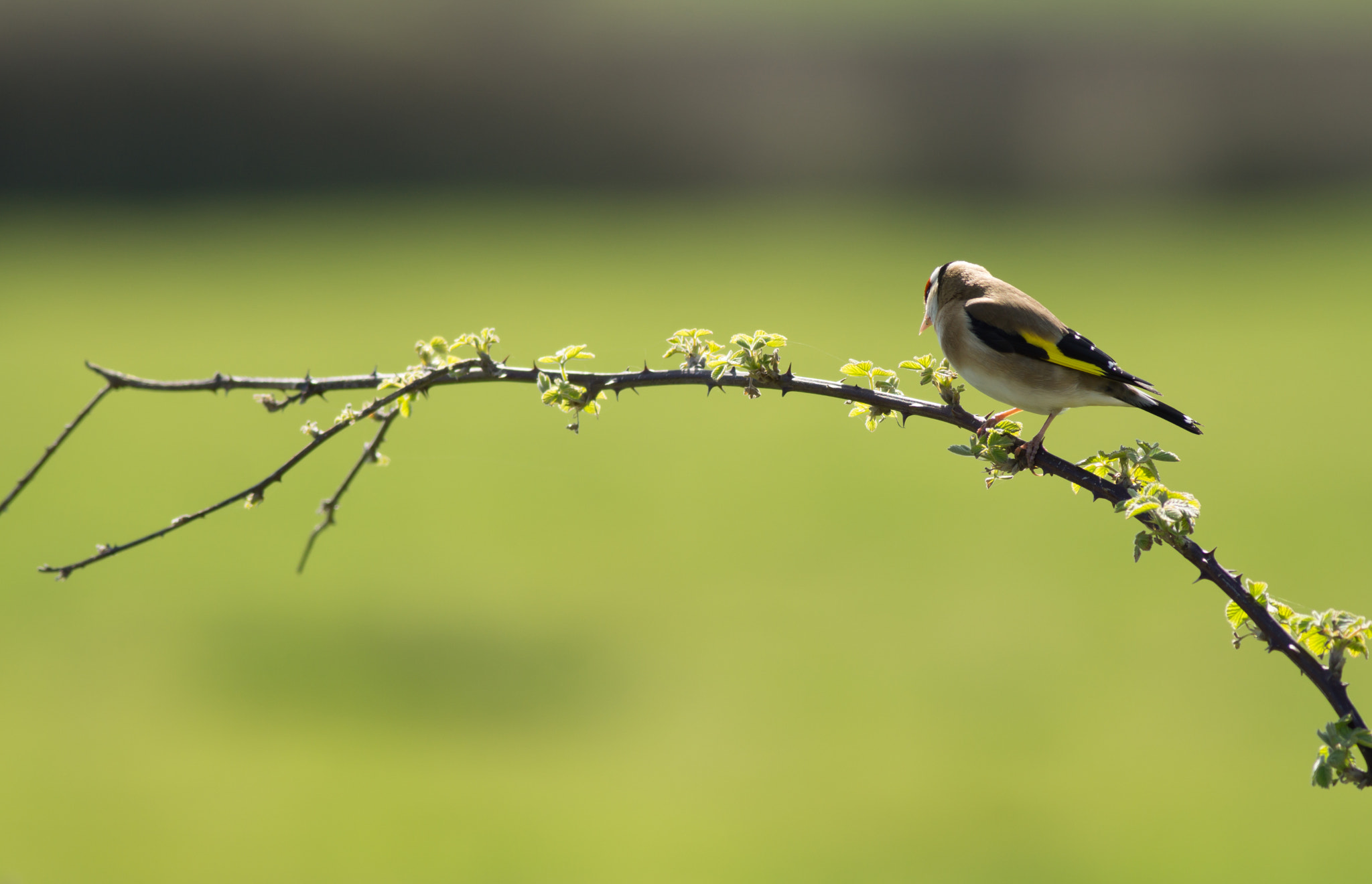 Sony a6000 + Canon EF 400mm F5.6L USM sample photo. Goldfinch photography
