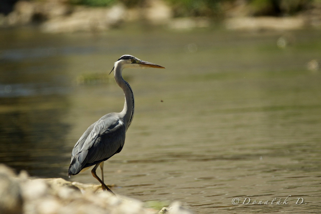 Canon EF 200-400mm F4L IS USM Extender 1.4x sample photo. Volavka popelavá (ardea cinerea) photography