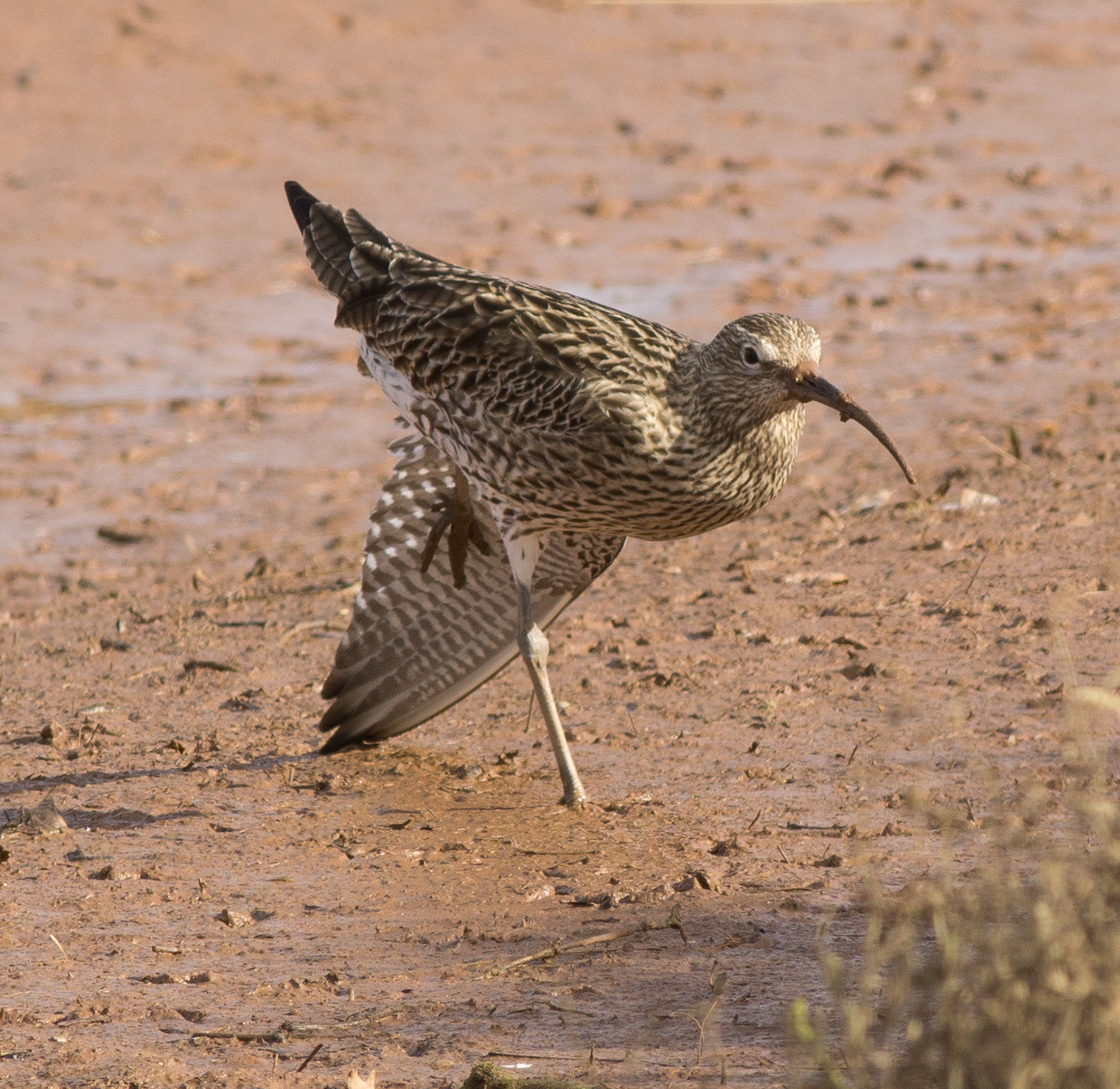 Sony a6000 + Canon EF 400mm F5.6L USM sample photo. Curlew stretch photography