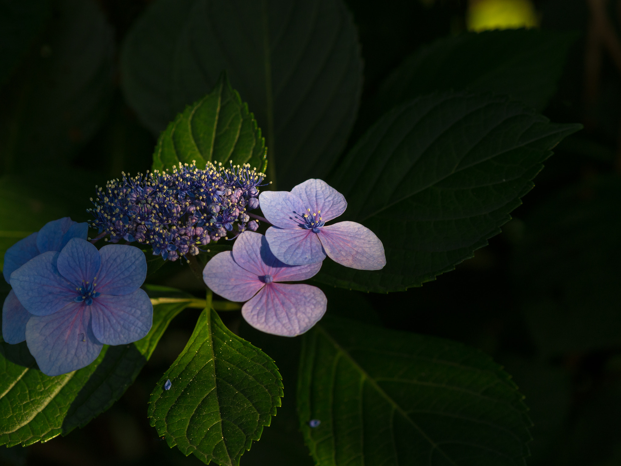 Olympus OM-D E-M5 + Olympus M.Zuiko Digital ED 75mm F1.8 sample photo. Hydrangea photography