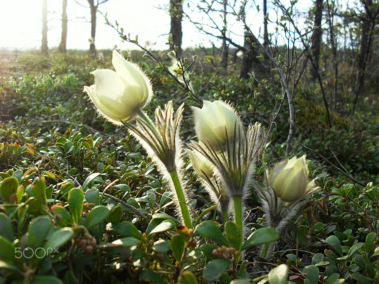 Samsung ES10  / VLUU ES10 /  ES11 sample photo. Bouquet white snowdrops for spring field photography