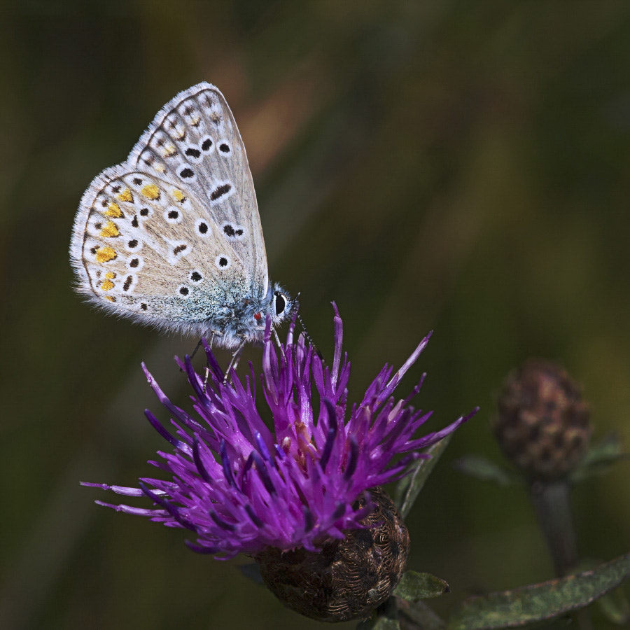 Sigma APO Macro 150mm f/2.8 EX DG HSM sample photo. Adonis blue photography