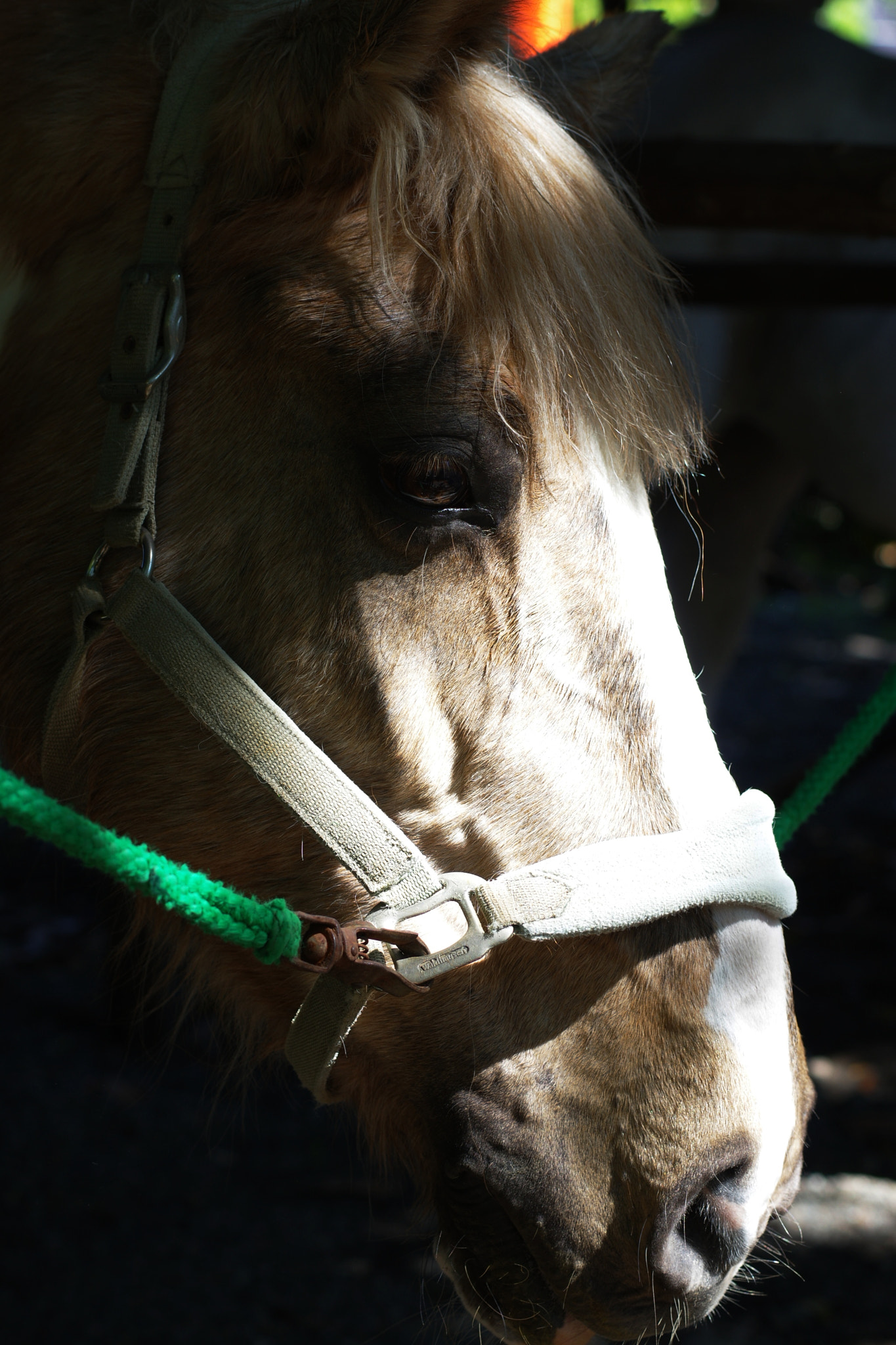 Pentax K-3 + Pentax smc DA* 55mm F1.4 SDM sample photo. Horse photography