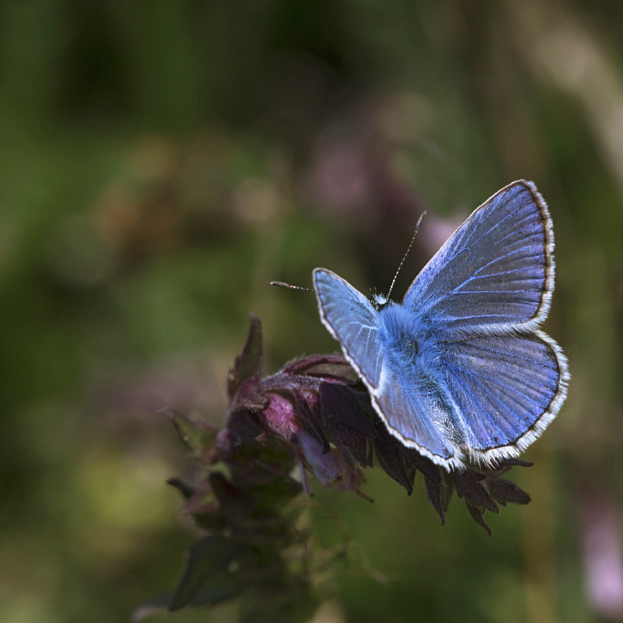 Sigma APO Macro 150mm f/2.8 EX DG HSM sample photo. Adonis blue photography