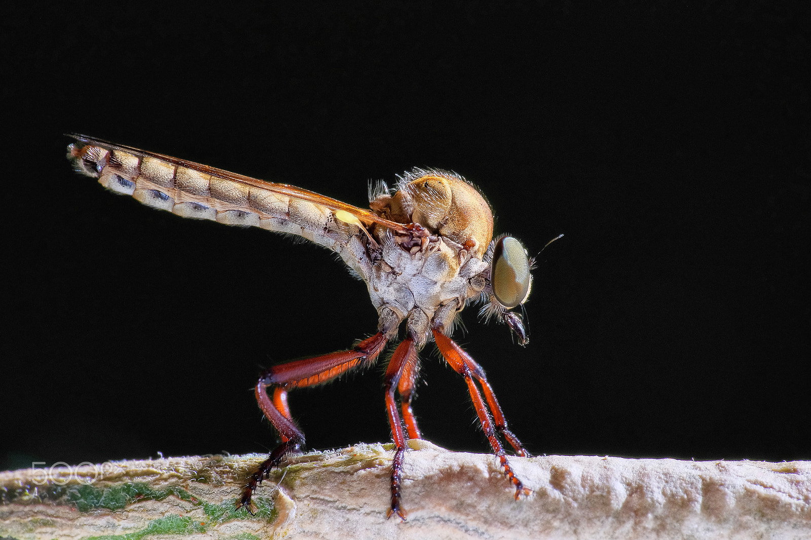 Fujifilm X-T1 + Fujifilm XC 50-230mm F4.5-6.7 OIS II sample photo. Asilidae photography