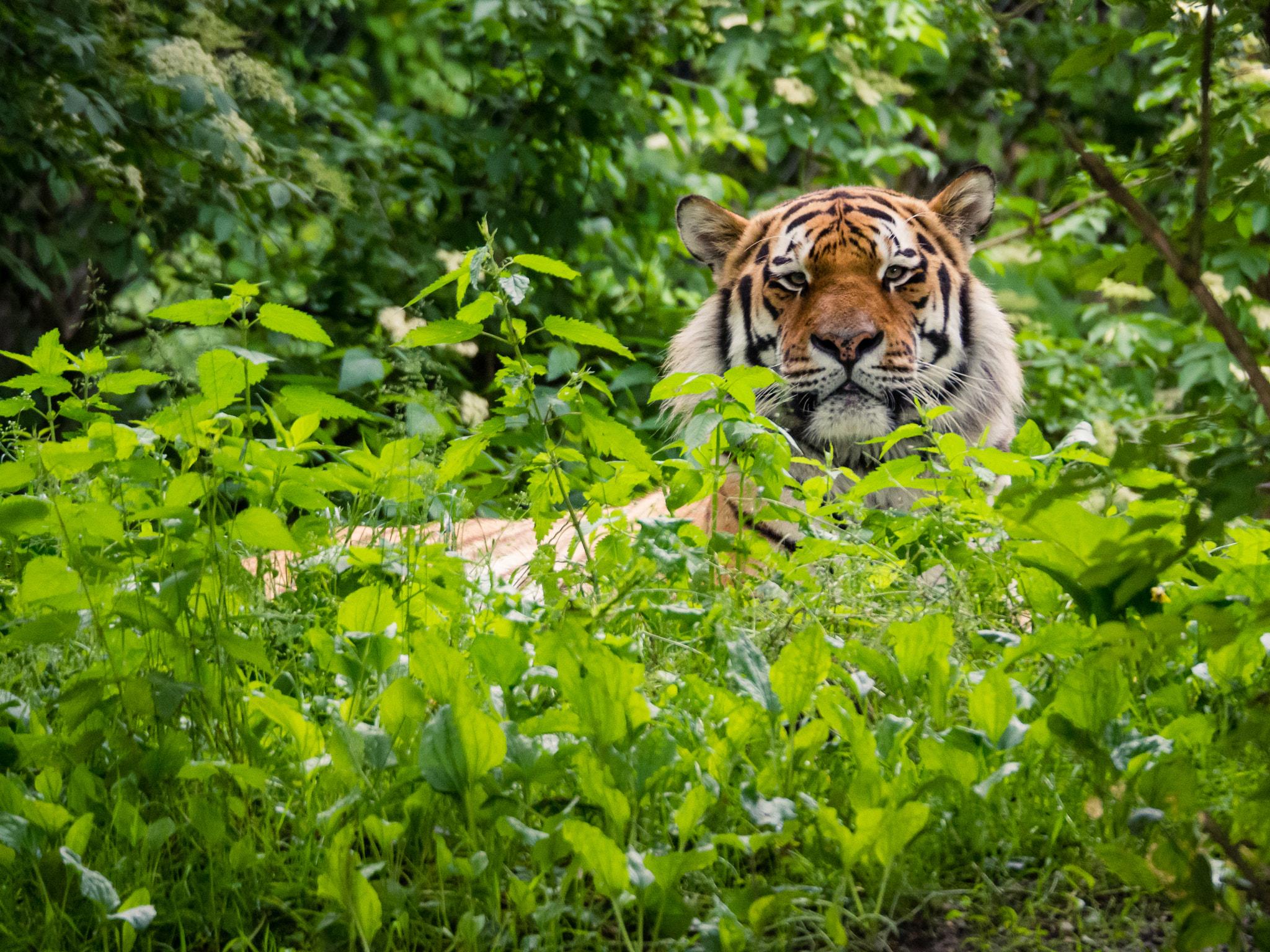 Olympus OM-D E-M10 II sample photo. Tiger photography