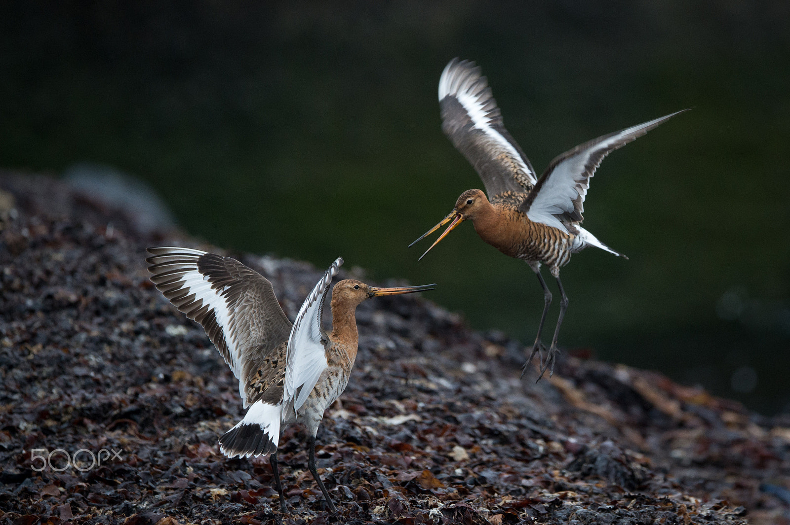 Nikon AF-S Nikkor 600mm F4E FL ED VR sample photo. Black-tailed godwit photography