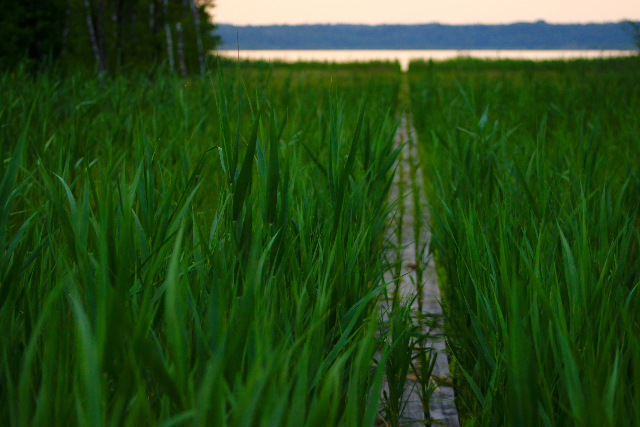 Canon EF75-300mm f/4-5.6 sample photo. The way to the lake photography