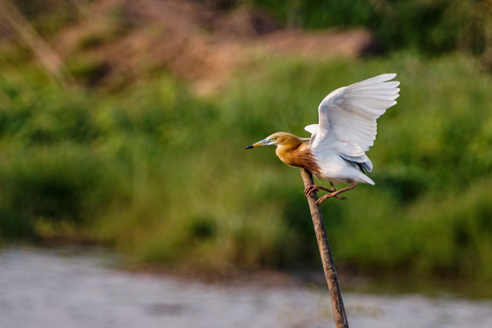 Sony ILCA-77M2 + Sony 70-400mm F4-5.6 G SSM II sample photo. Javan pond-heron photography