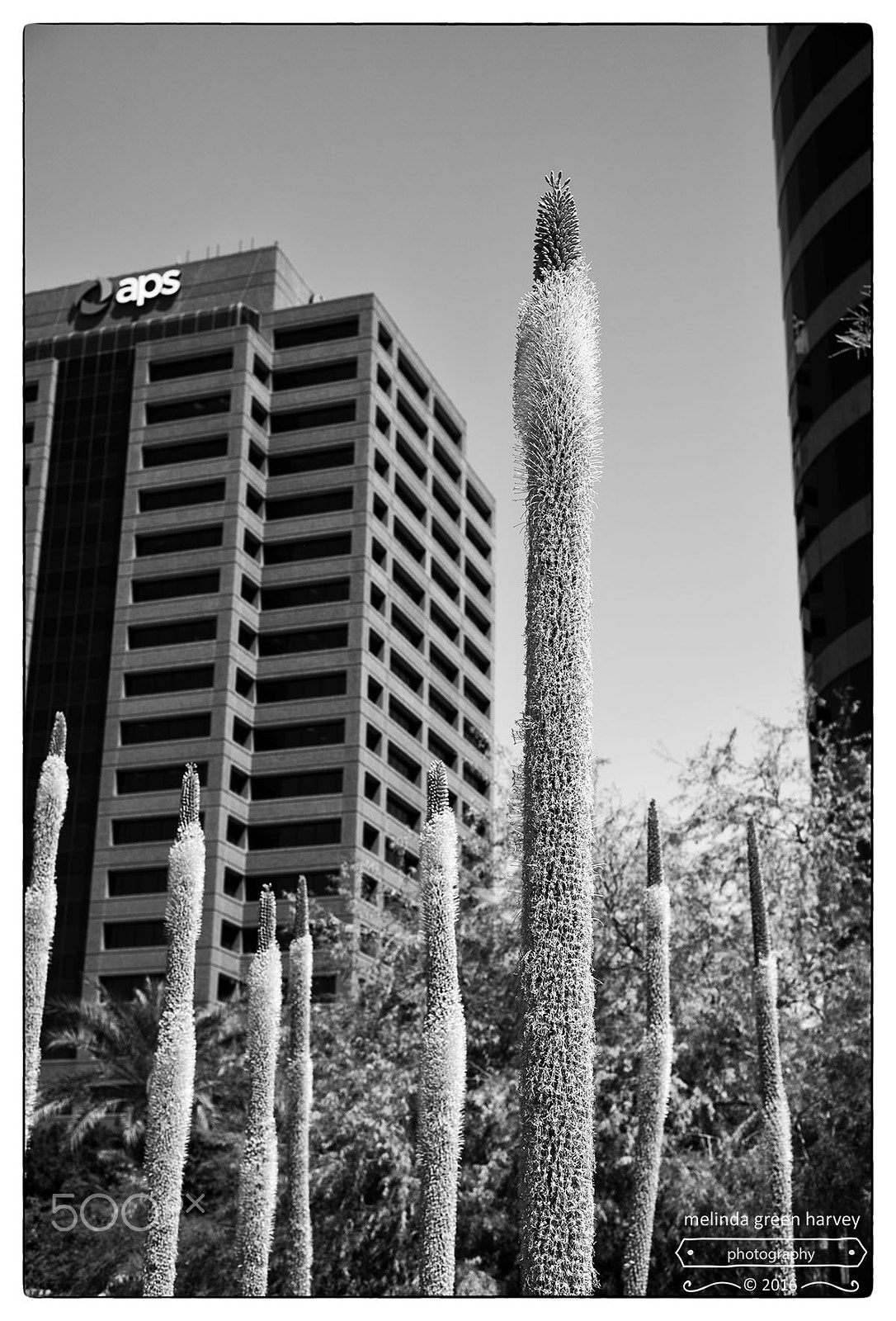 Leica Summarit-M 50mm F2.4 sample photo. Skyscrapers photography