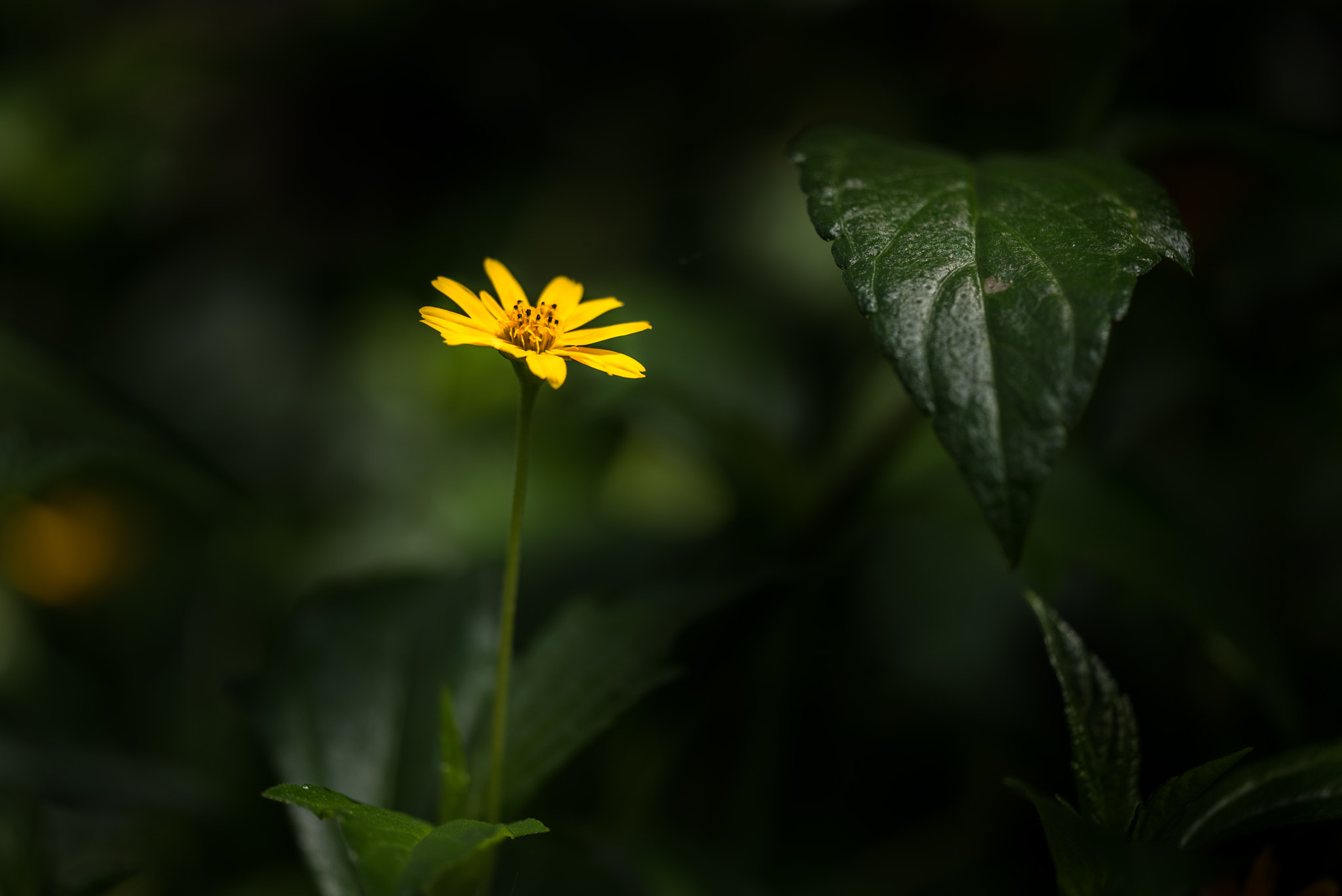 Nikon D810 + Sigma 150mm F2.8 EX DG Macro HSM sample photo. Out of darkness photography