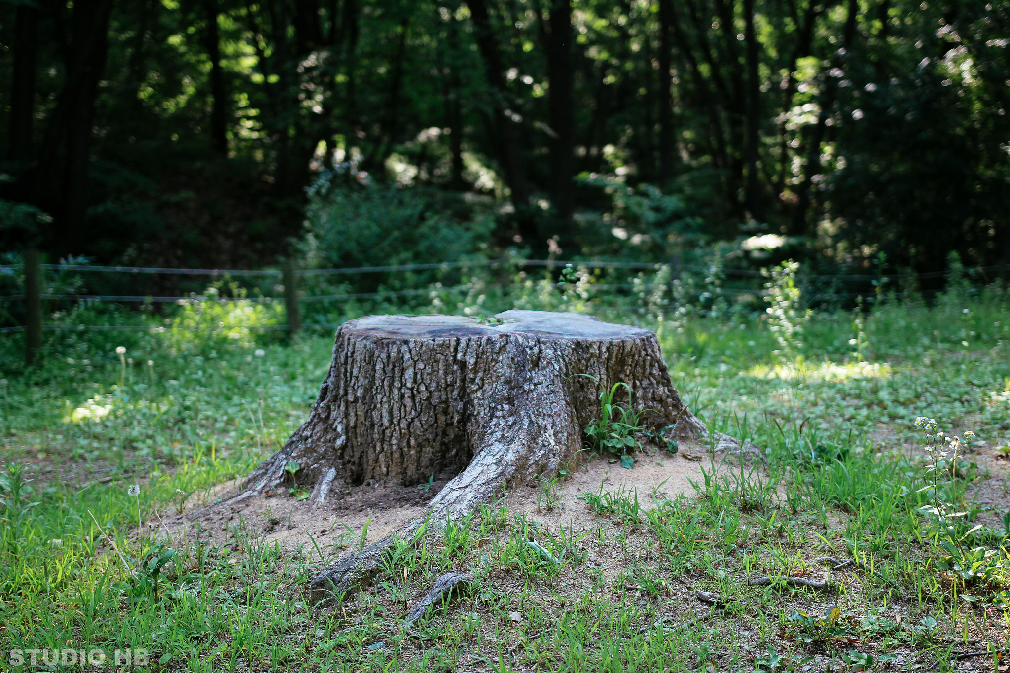 Sigma 18-35mm f/1.8 DC HSM sample photo. Tree stump in the woods photography