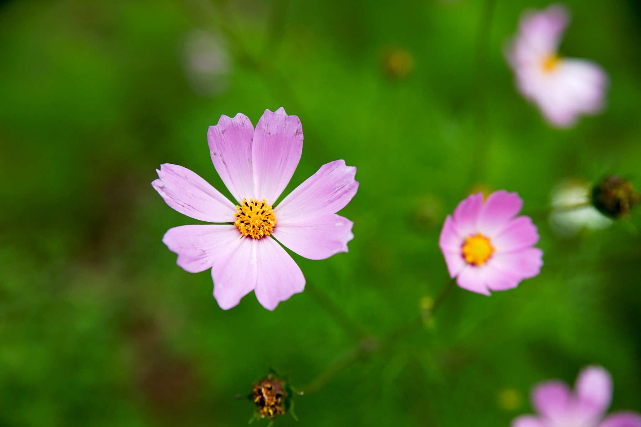 24-70mm F2.8 OSS sample photo. Flowers photography