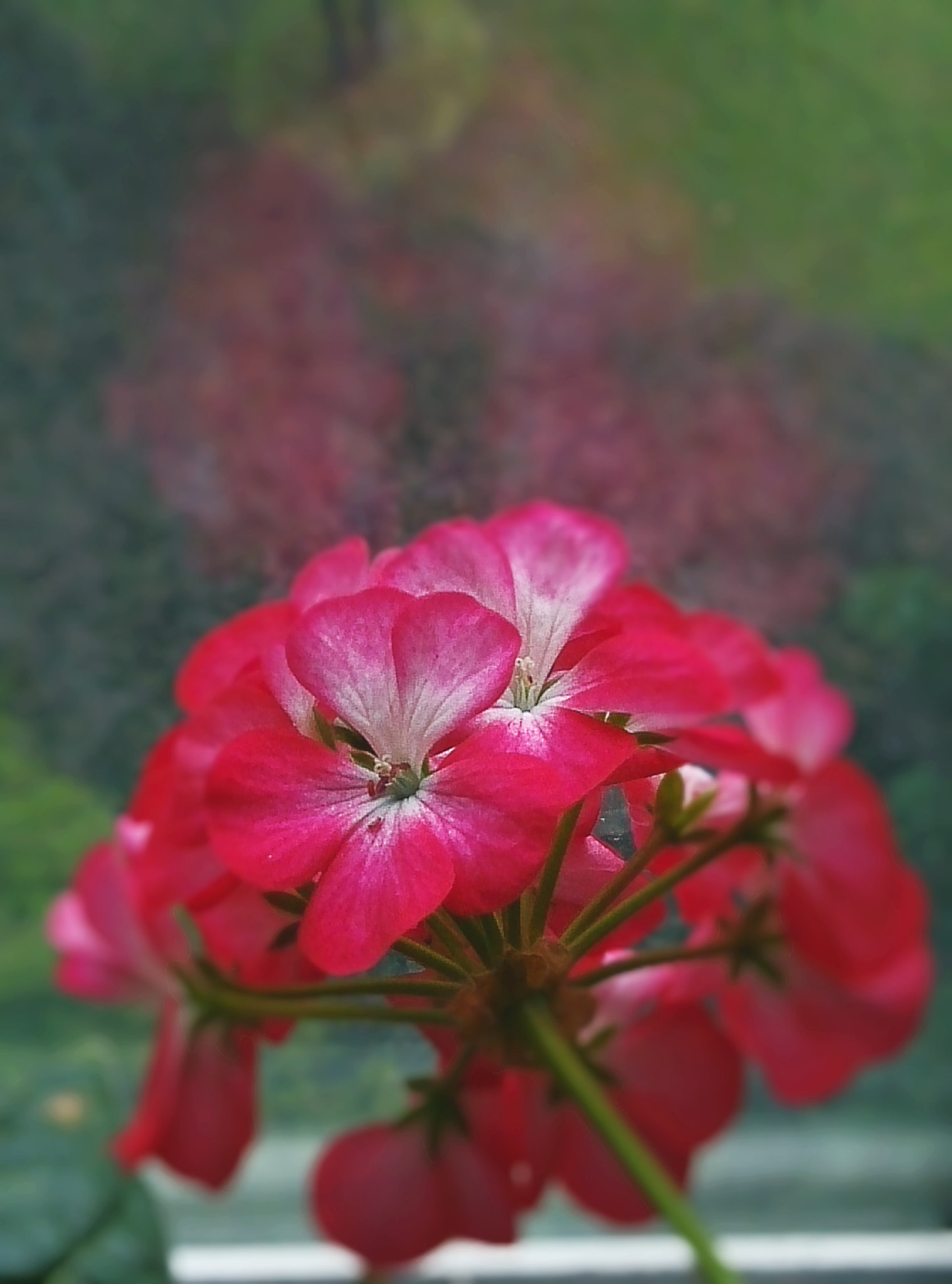 Xiaomi MI3 sample photo. 海棠 photography