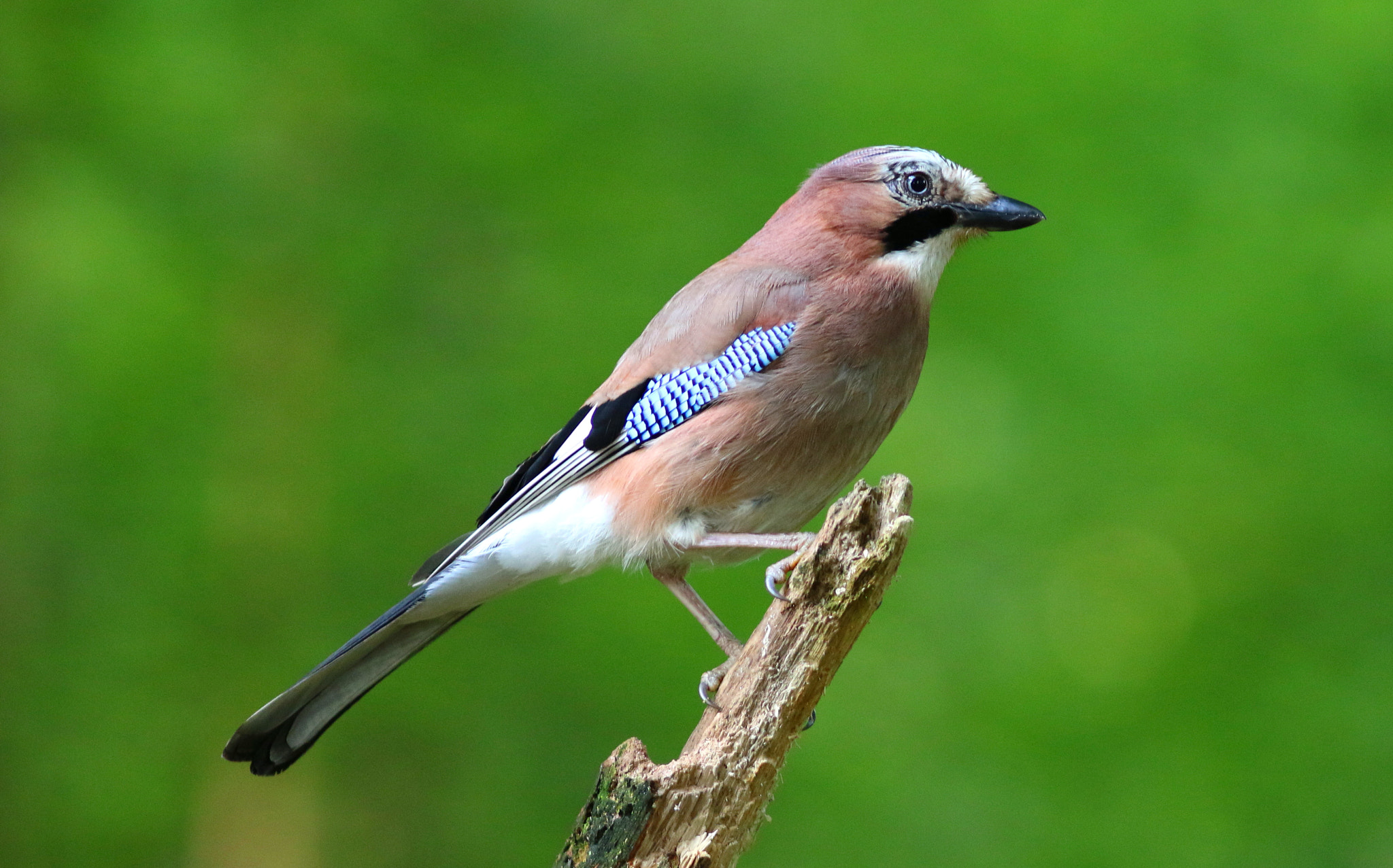 Canon EF 300mm F4L IS USM sample photo. Jay photography