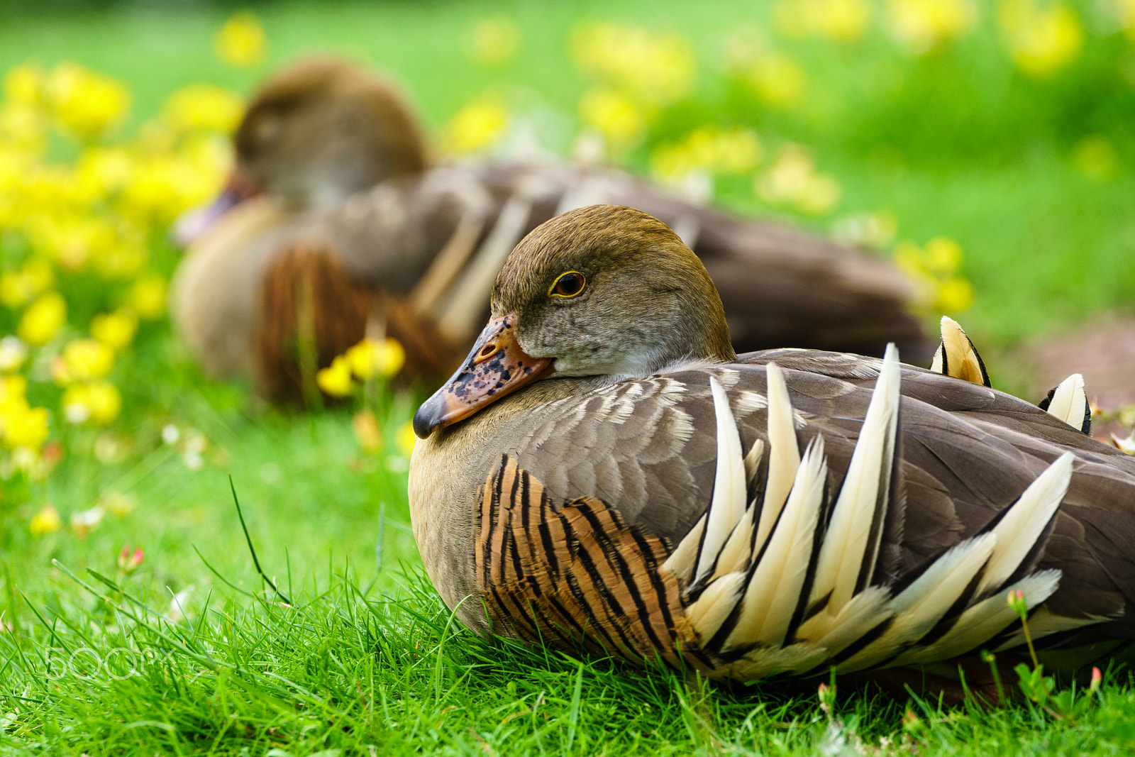 150-600mm F5-6.3 DG OS HSM | Contemporary 015 sample photo. Plumed whistling duck photography