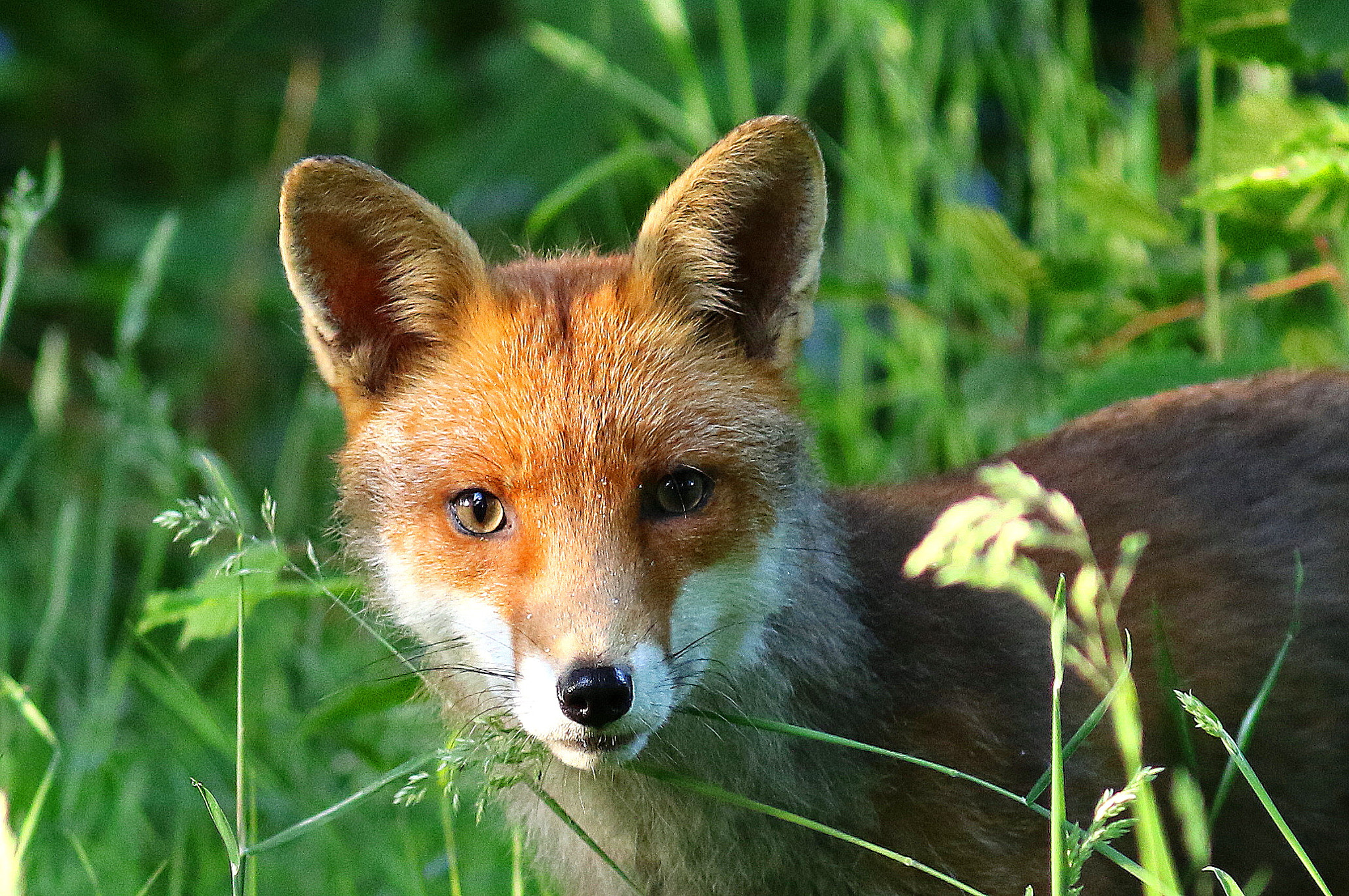 Canon EF 300mm F4L IS USM sample photo. Red fox photography