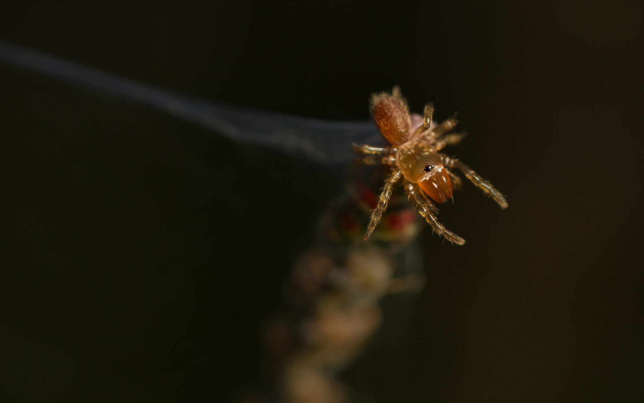Canon MP-E 65mm F2.5 1-5x Macro Photo sample photo. Atypus affinis spiderlings - web photography
