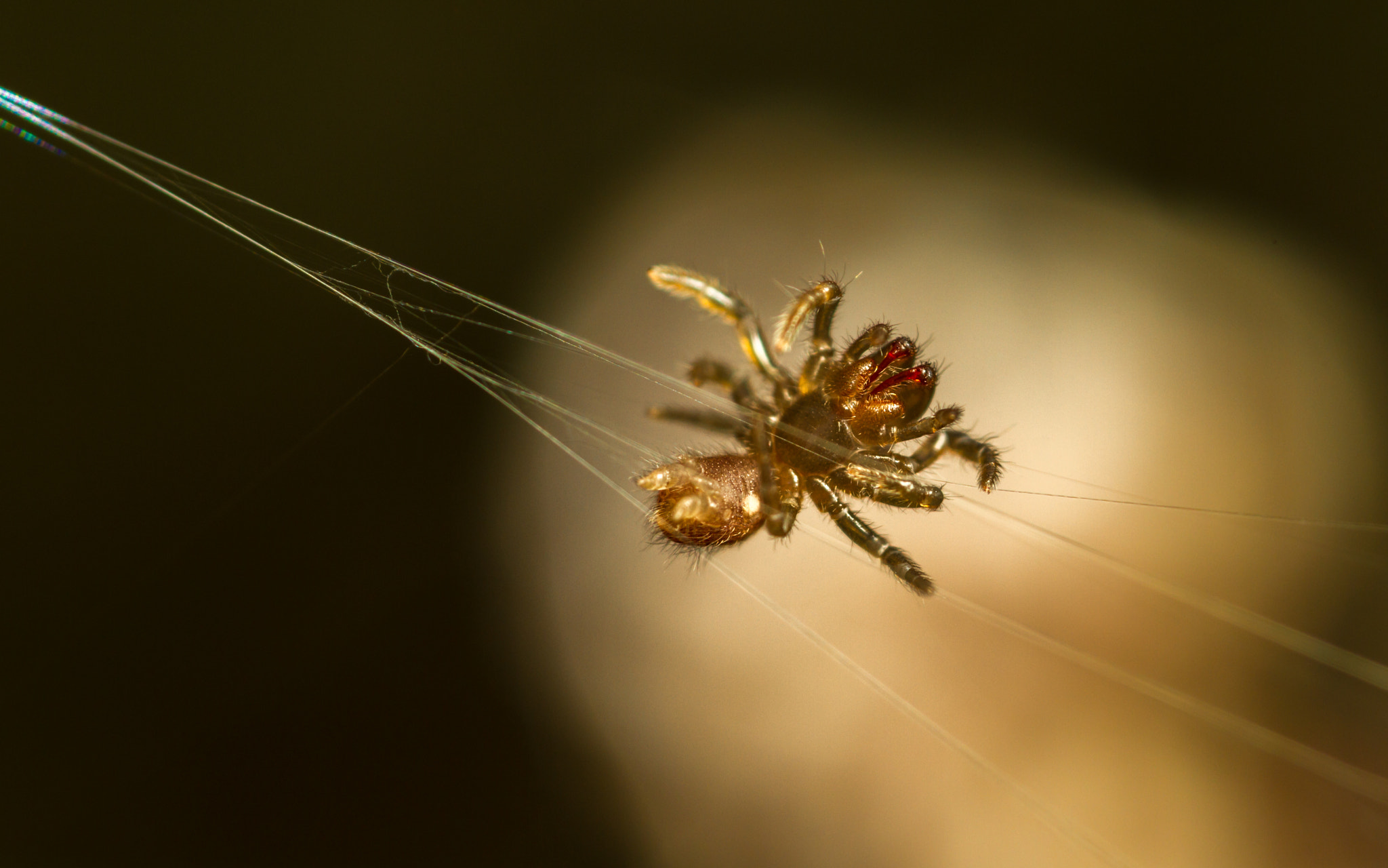 Canon MP-E 65mm F2.5 1-5x Macro Photo sample photo. Atypus affinis spiderlings - web photography