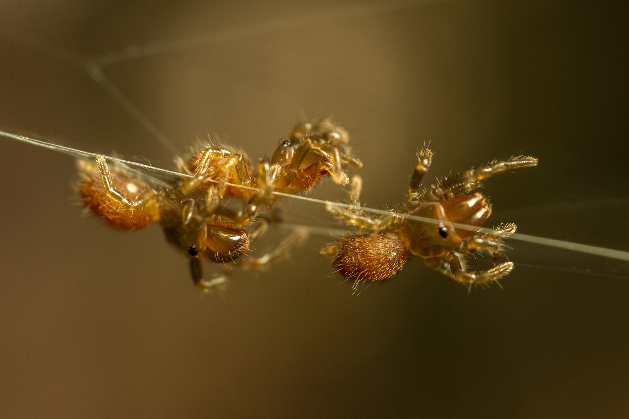 Canon MP-E 65mm F2.5 1-5x Macro Photo sample photo. Atypus affinis spiderlings - web photography