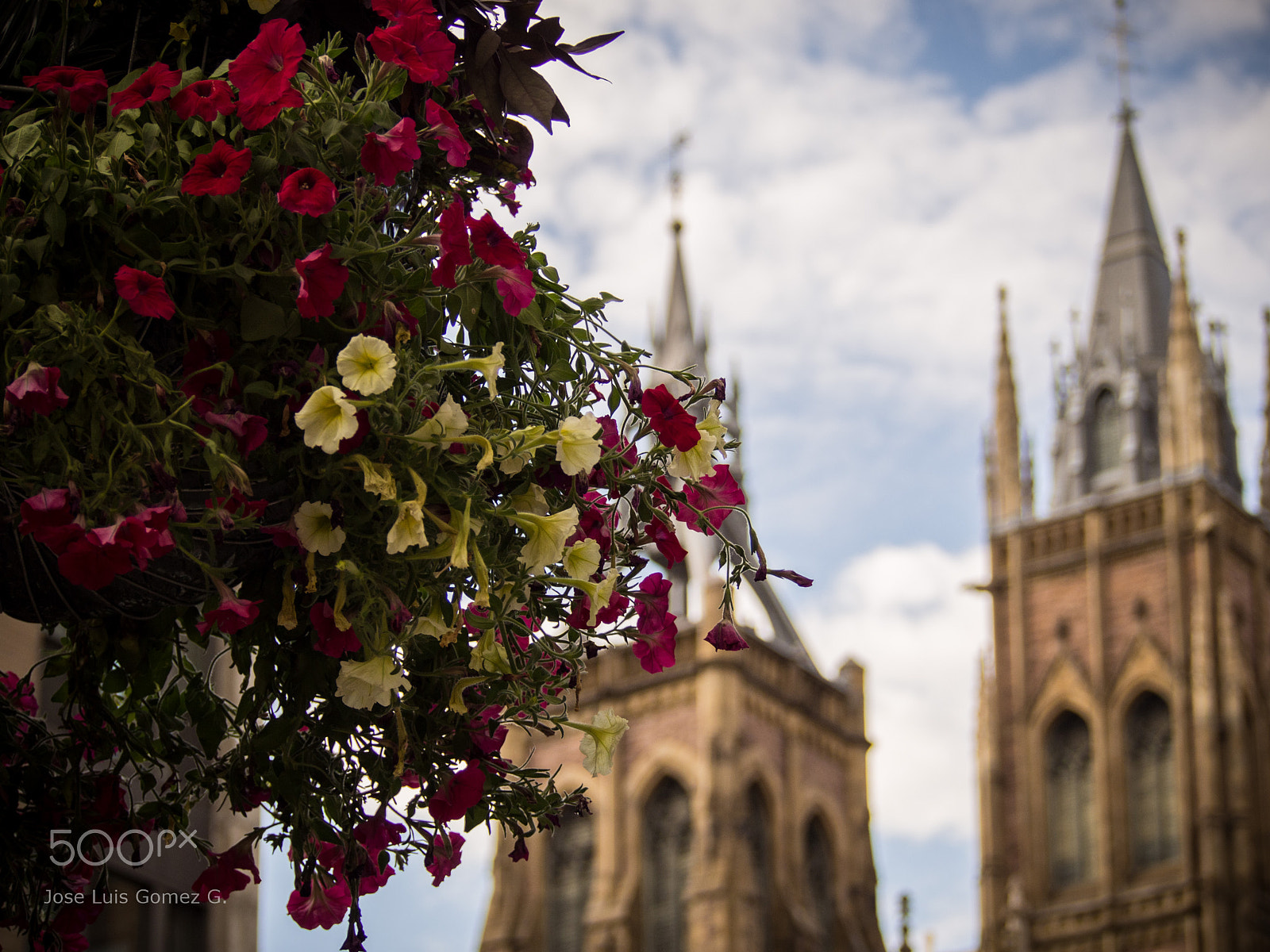 Olympus PEN E-PM2 sample photo. Summer flowers photography