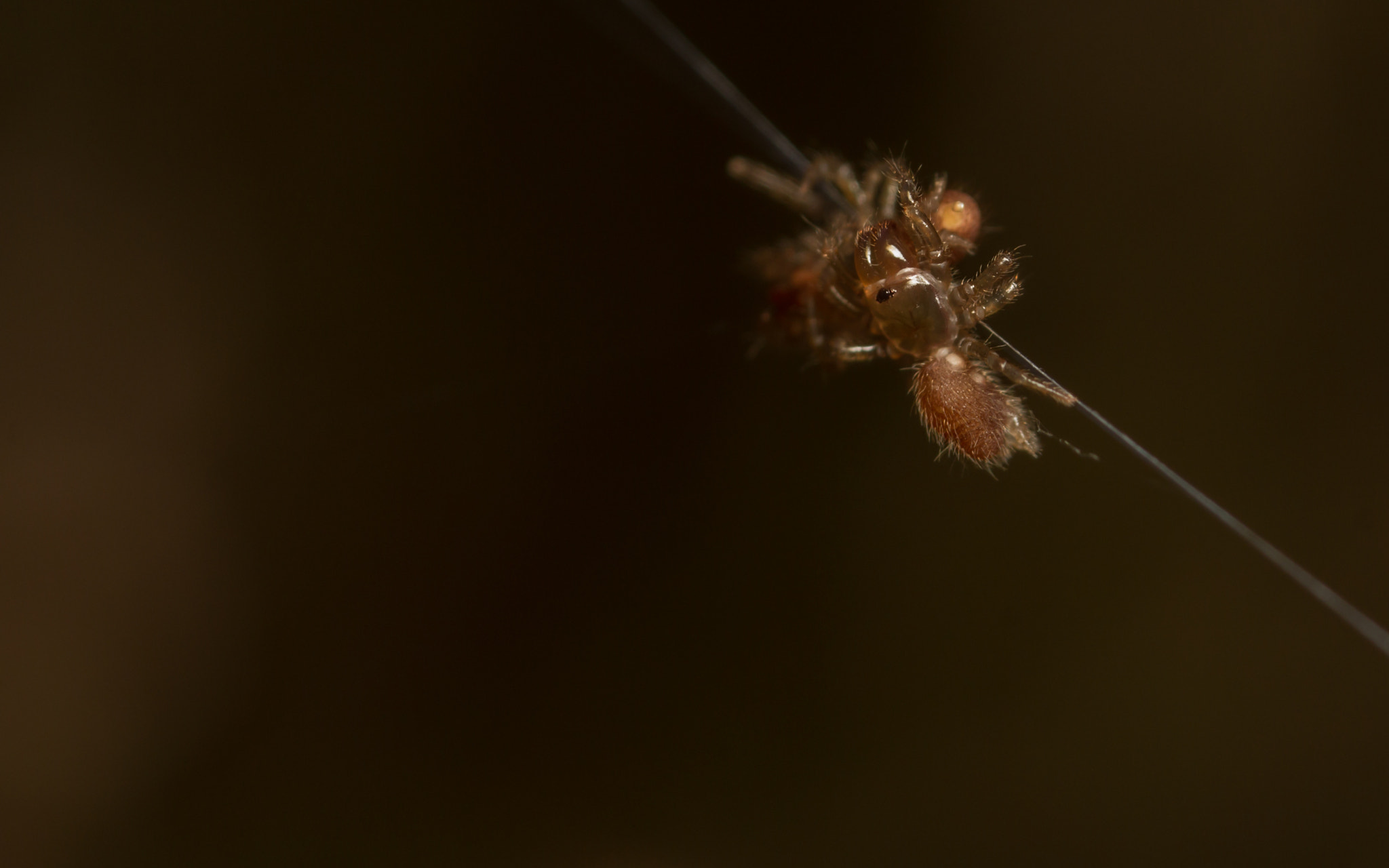 Canon MP-E 65mm F2.5 1-5x Macro Photo sample photo. Atypus affinis spiderlings - web photography