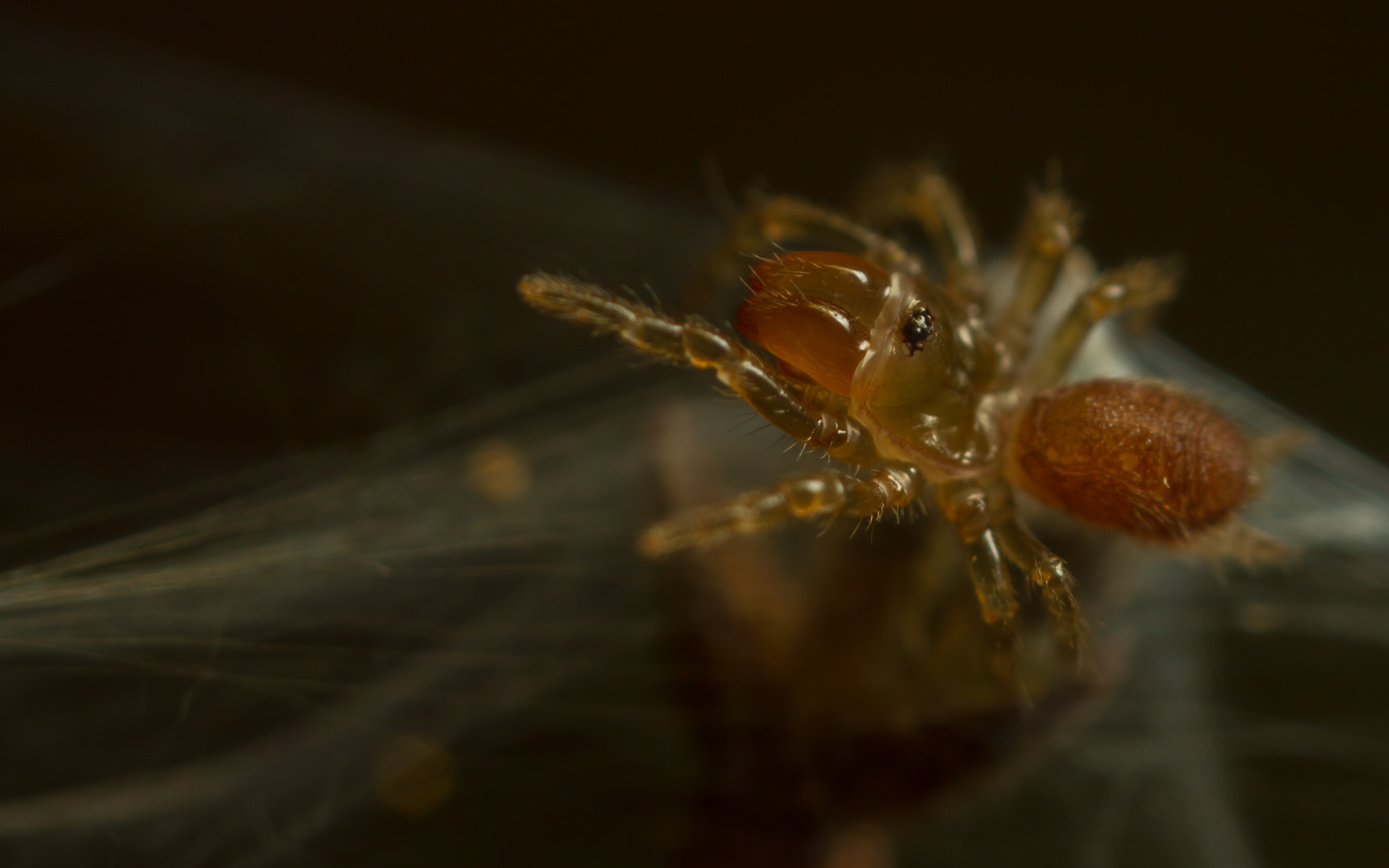 Canon MP-E 65mm F2.5 1-5x Macro Photo sample photo. Atypus affinis spiderlings - web photography