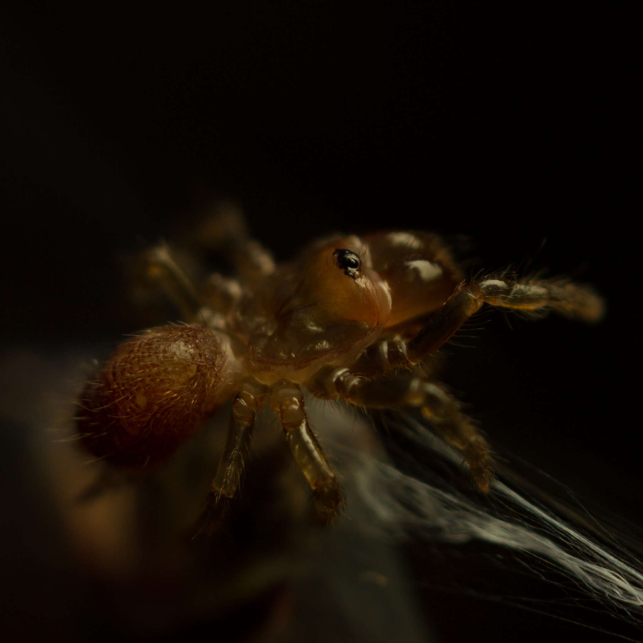 Canon MP-E 65mm F2.5 1-5x Macro Photo sample photo. Atypus affinis spiderlings - web photography
