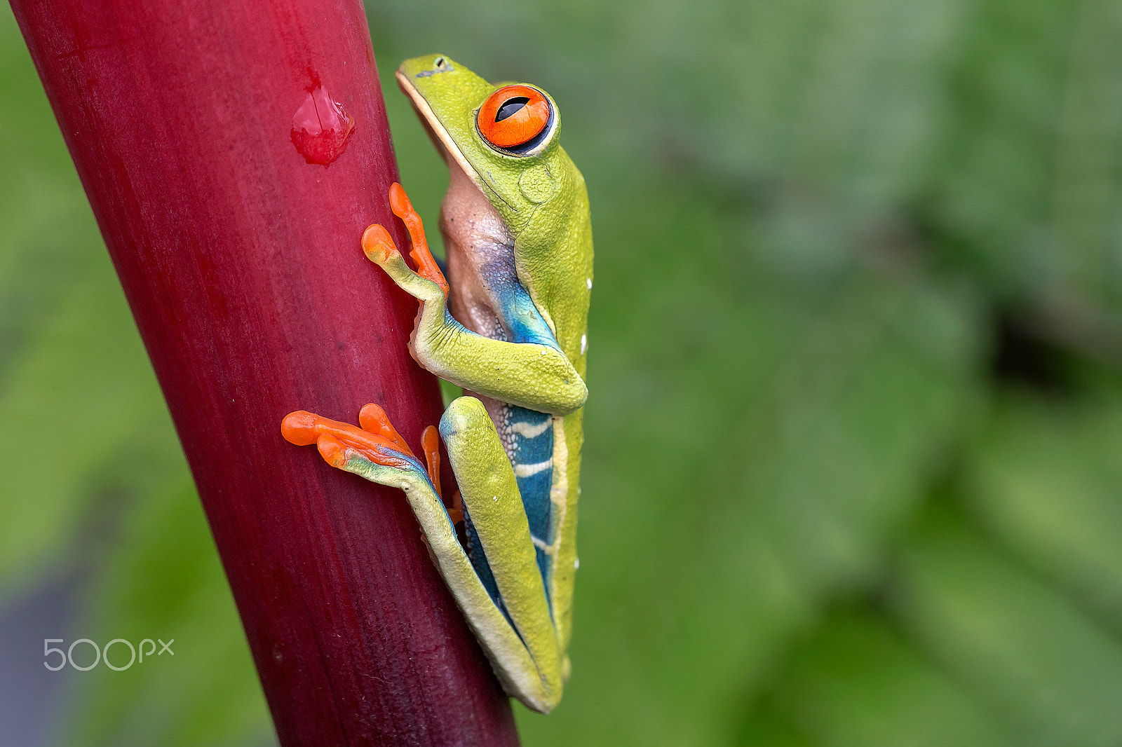 Canon EF 180mm F3.5L Macro USM sample photo. Red eyed tree-frog photography