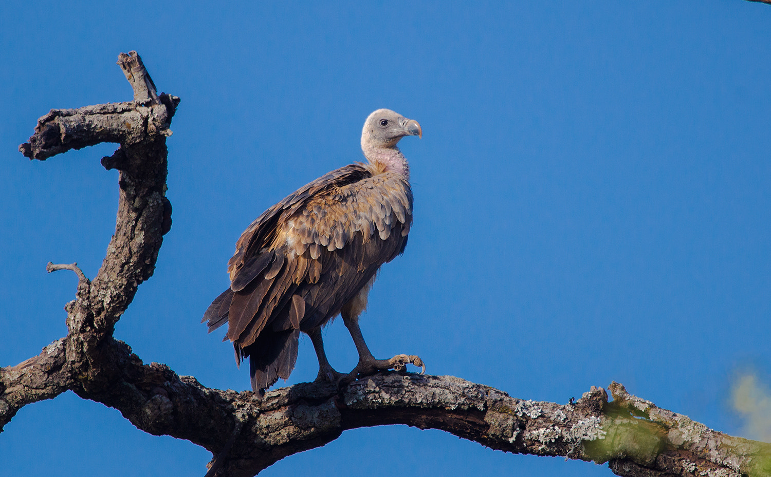 Nikon D7000 + Nikon AF-S Nikkor 500mm F4G ED VR sample photo. Long billed vulture photography