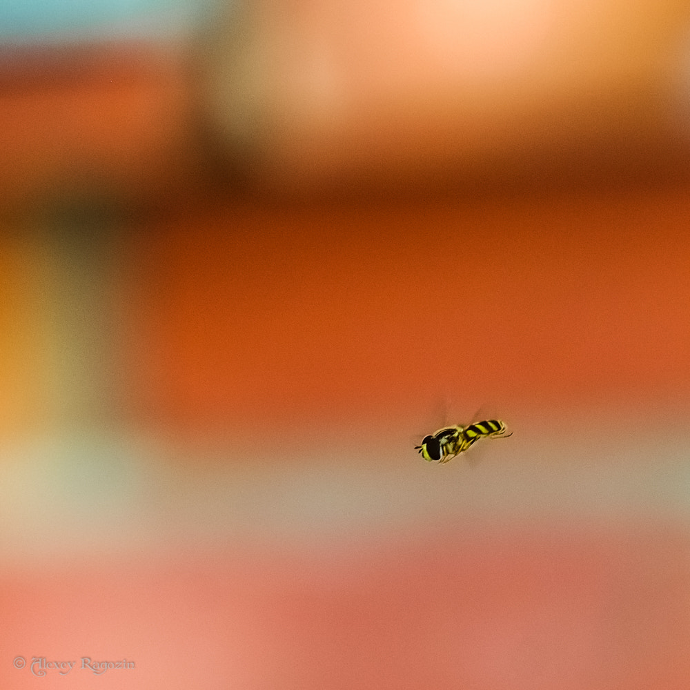 Fujifilm X-E1 + Fujifilm XC 50-230mm F4.5-6.7 OIS sample photo. Something flew past photography