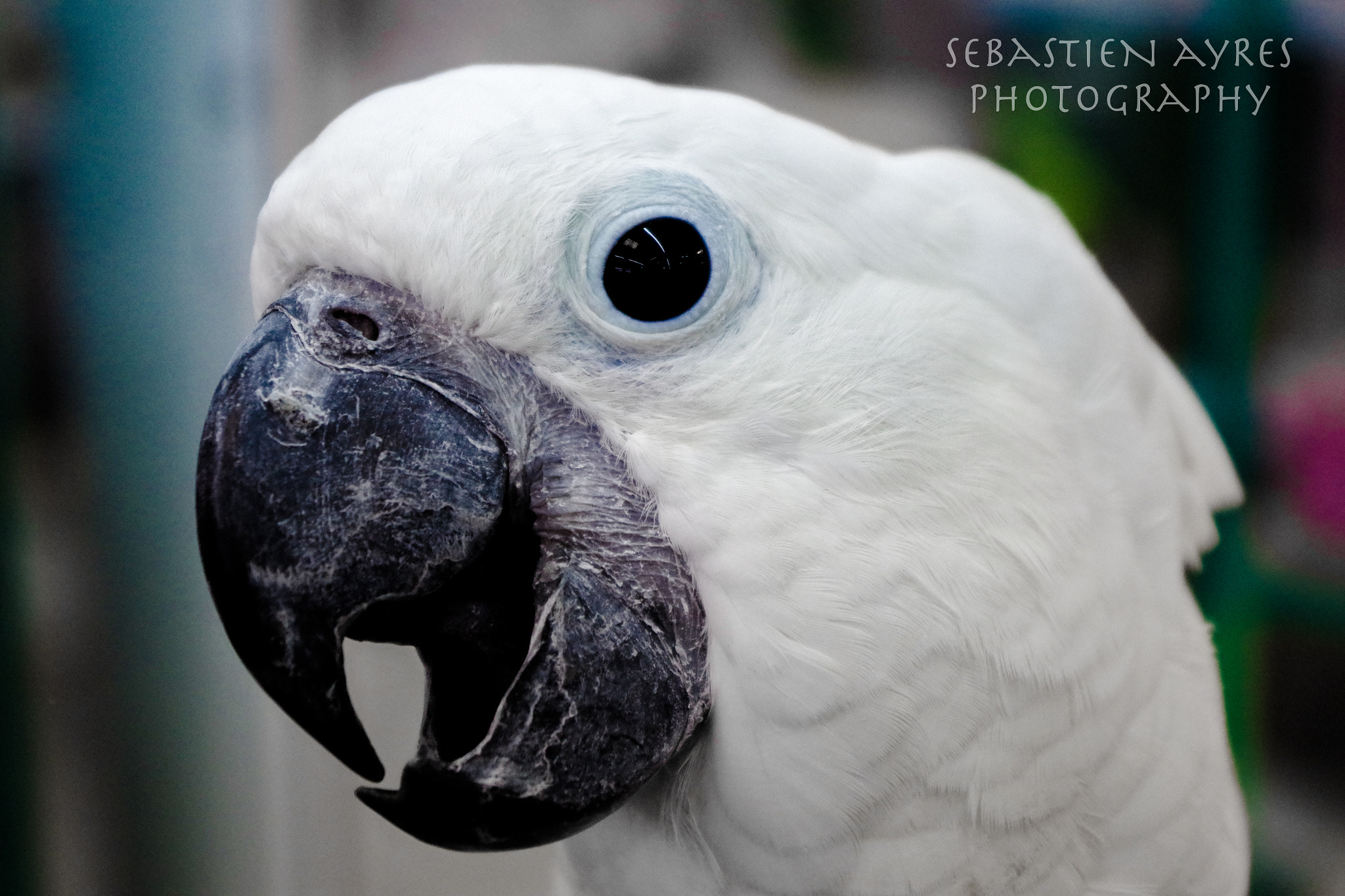 Pentax K-S2 sample photo. Happy bird photography